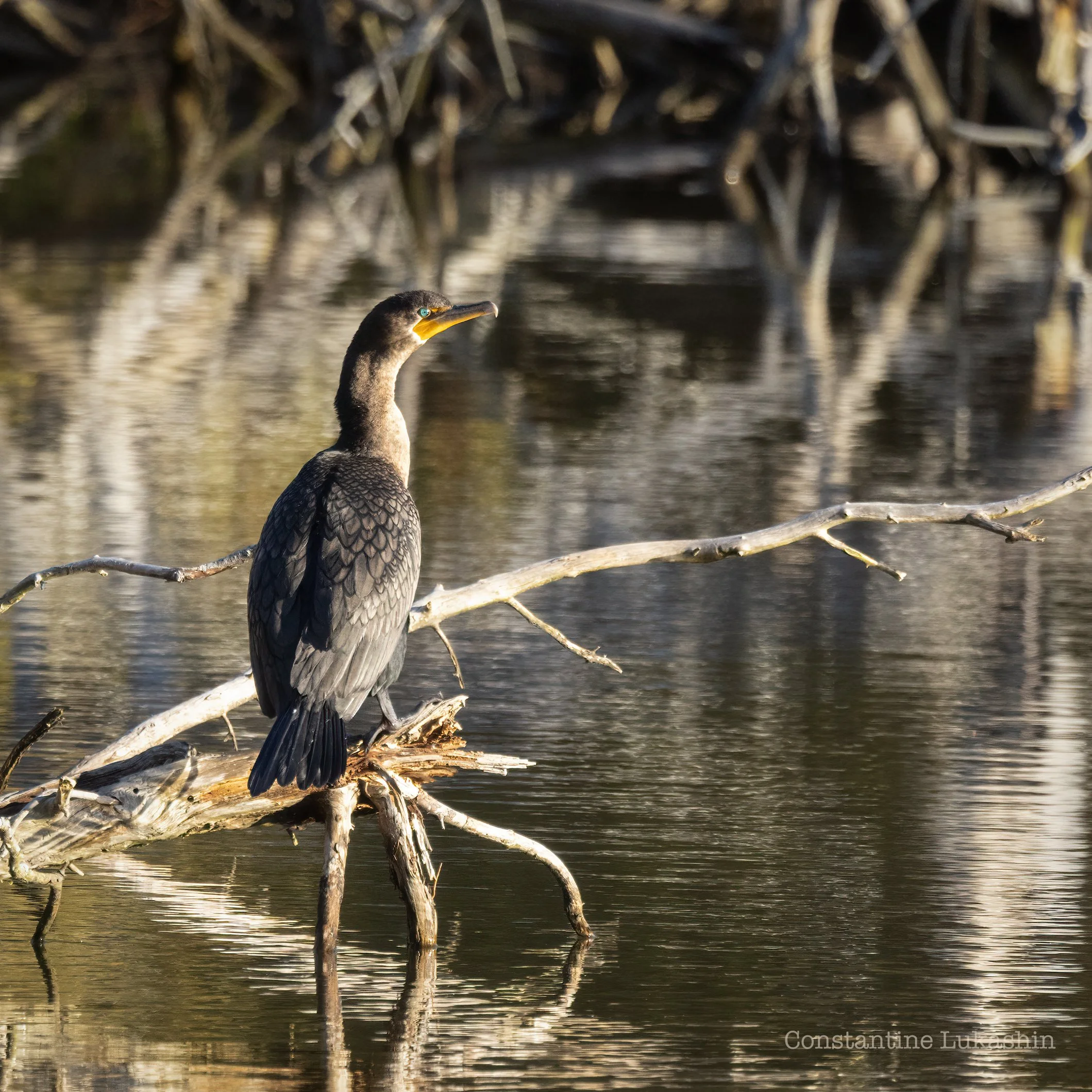 Juvenile cormorant at sunrise. Kettle pond, Newport News, Virginia.