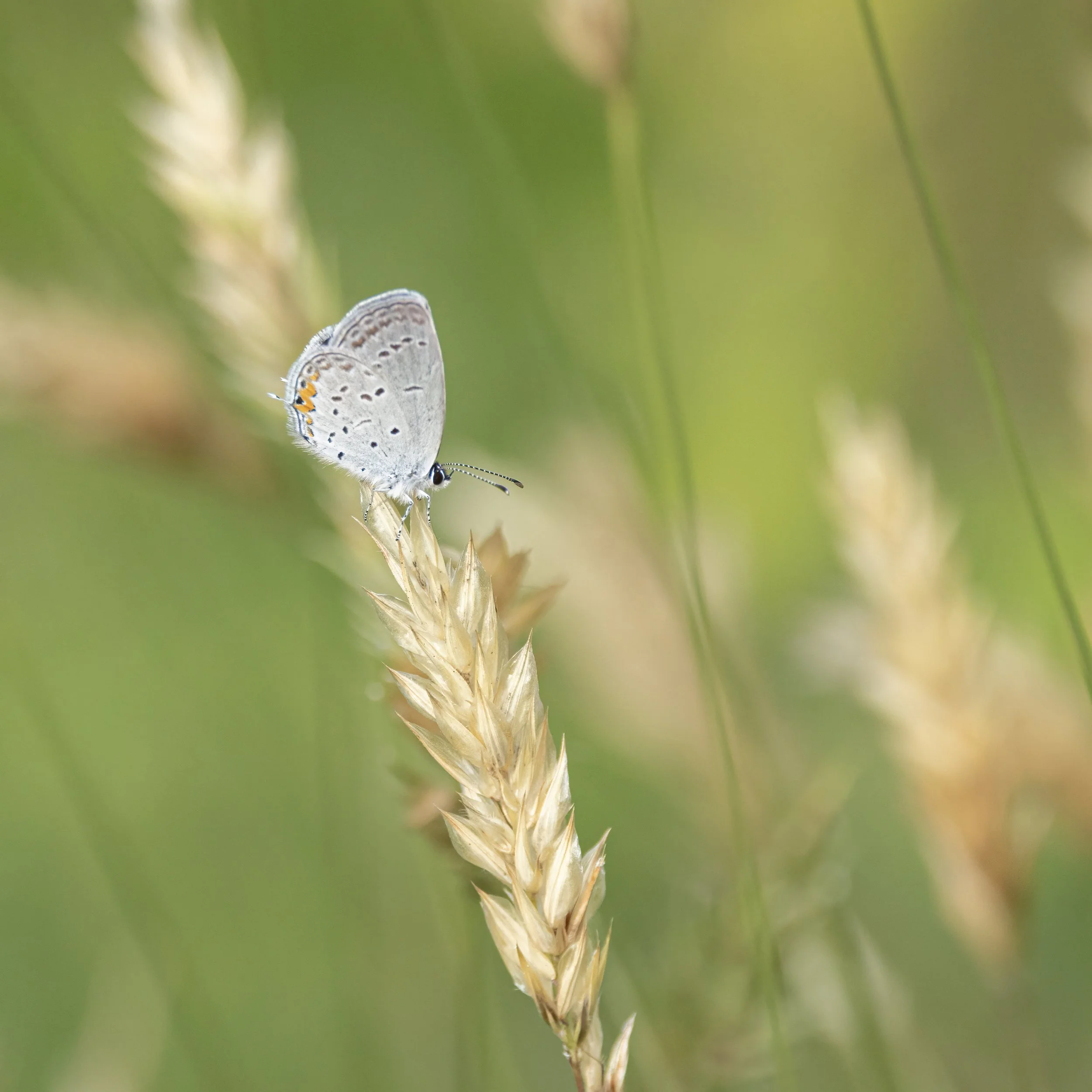 Eastern Tailed-Blue butterfly, Virginia.