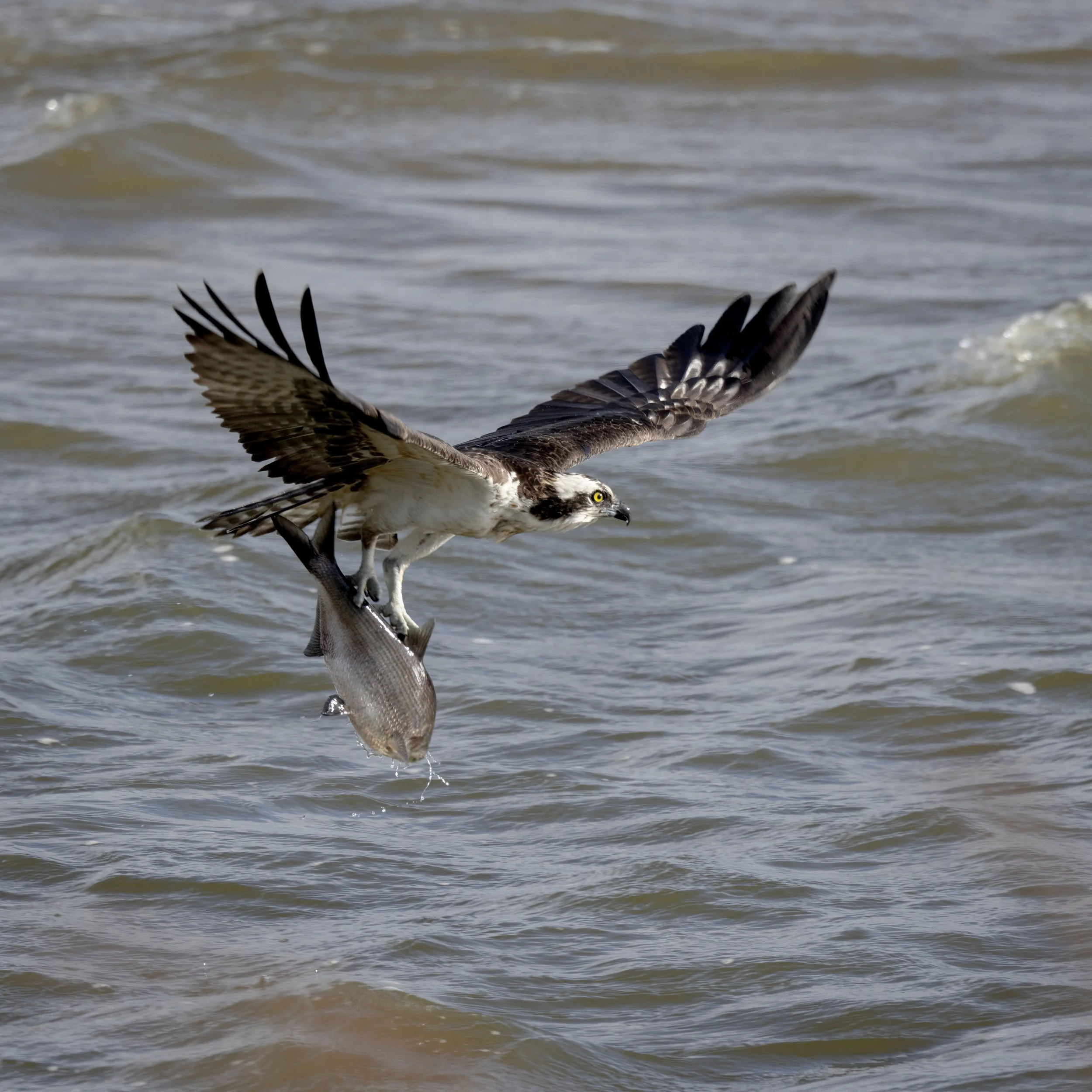 Osprey with a heavy load. James river, Virginia.