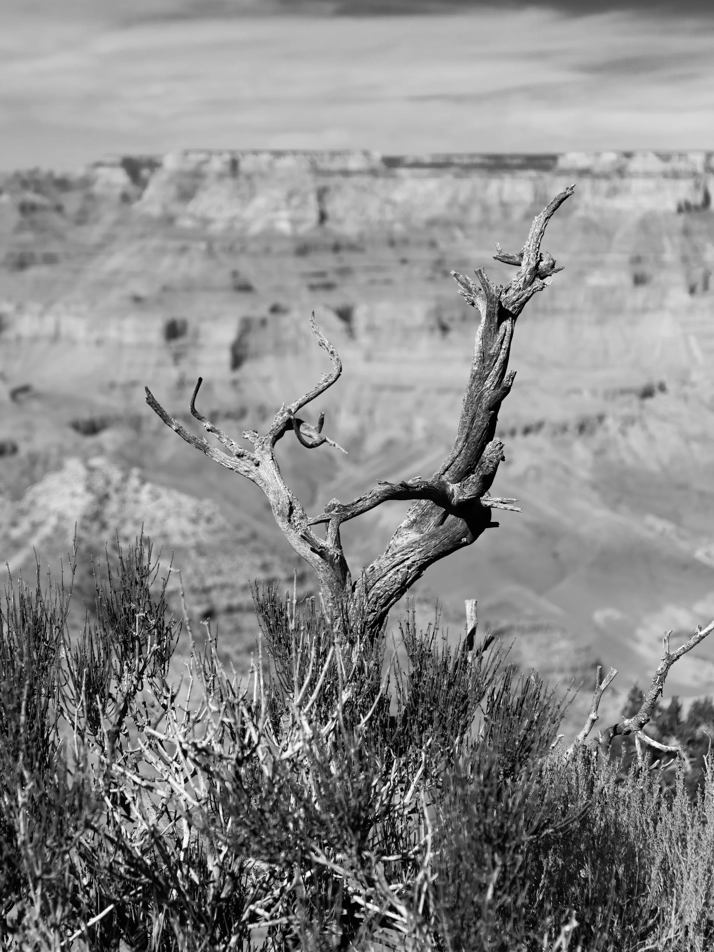 Dead tree at Grand Canyon, Arizona.