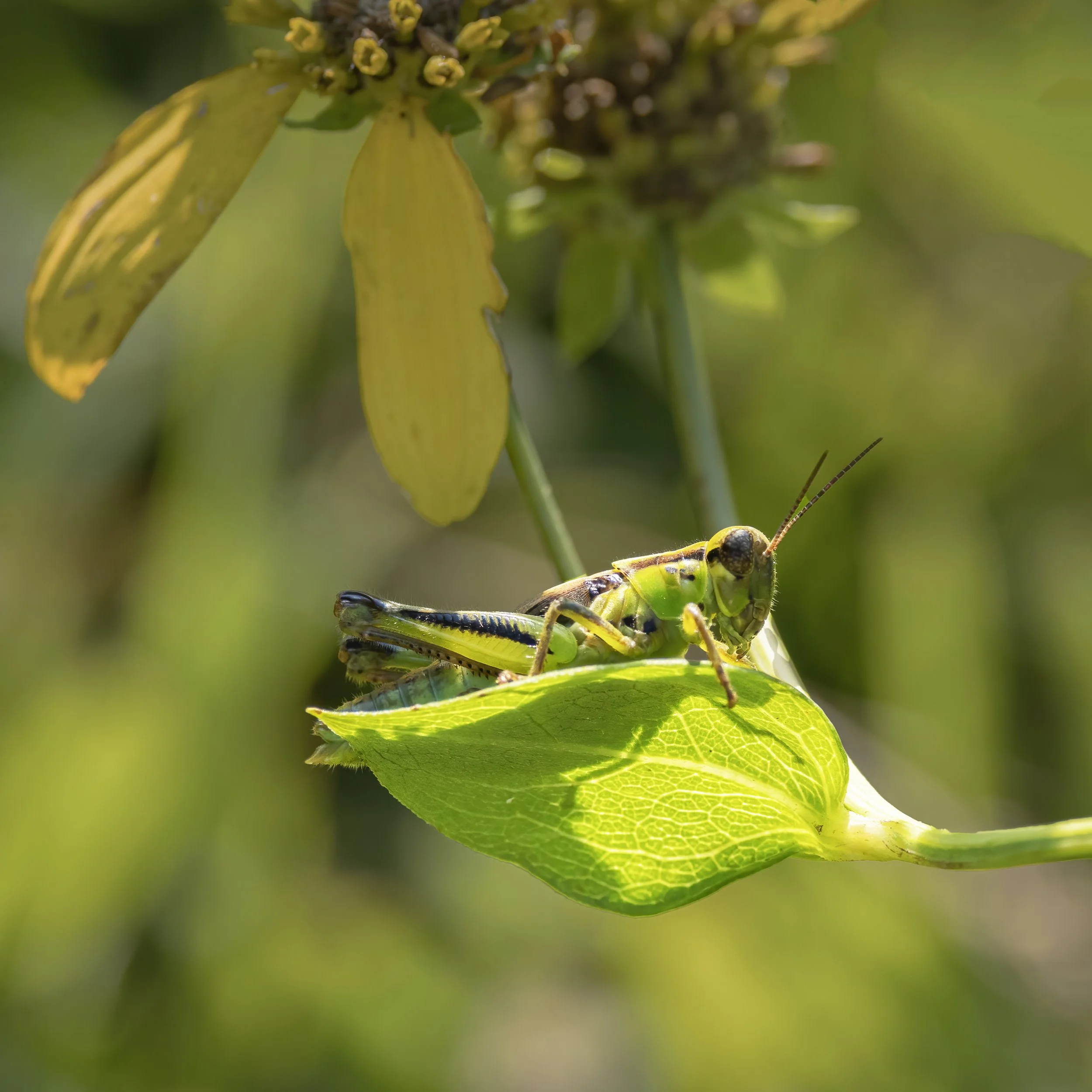 Grasshopper.