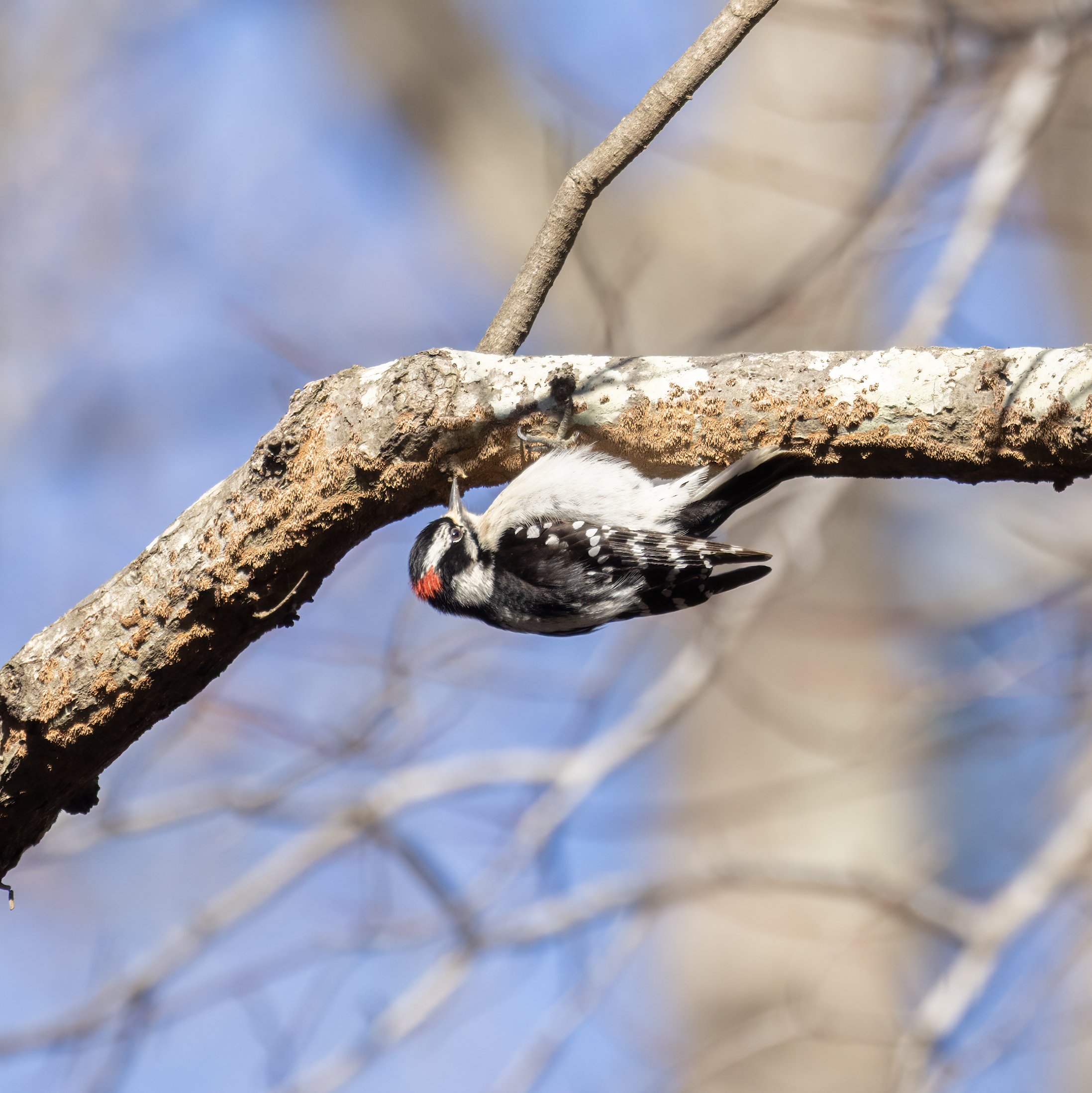 Downy woodpecker (male) hanging upside-down on a tree branch.