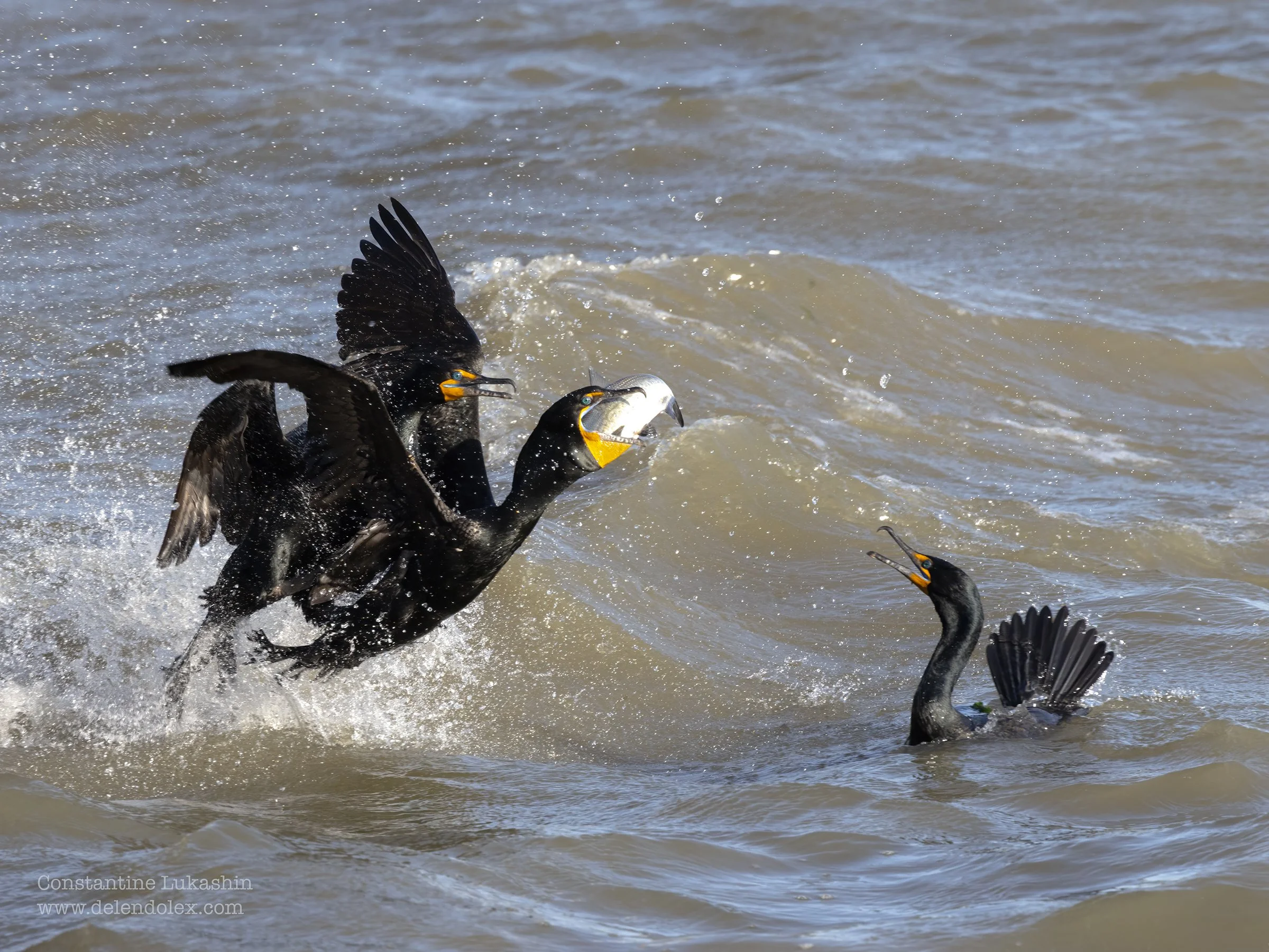 Double -crested cormorants fight over a fish. James river, Virginia. 