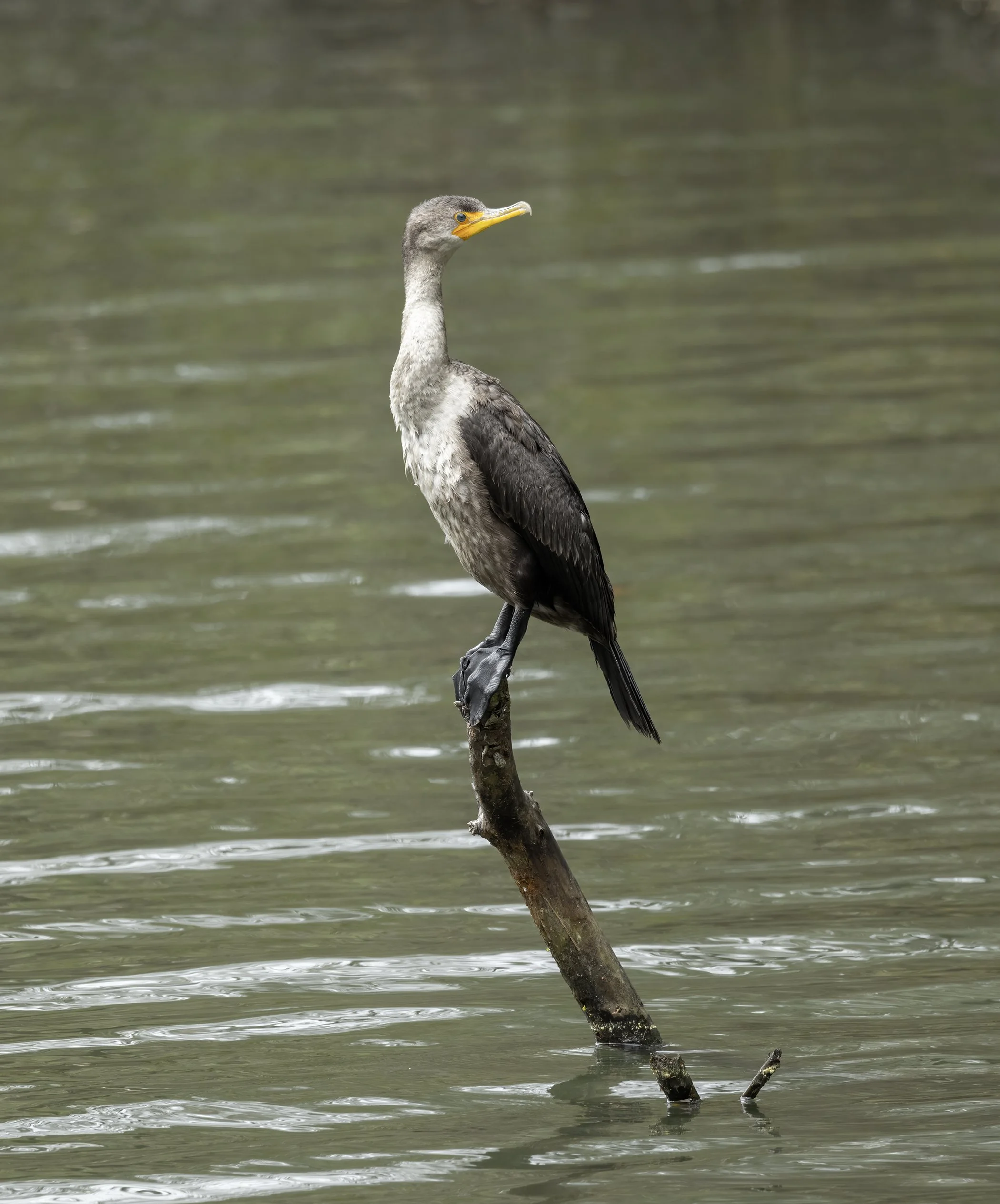 Juvenile cormorant, Mariners lake, Virginia.