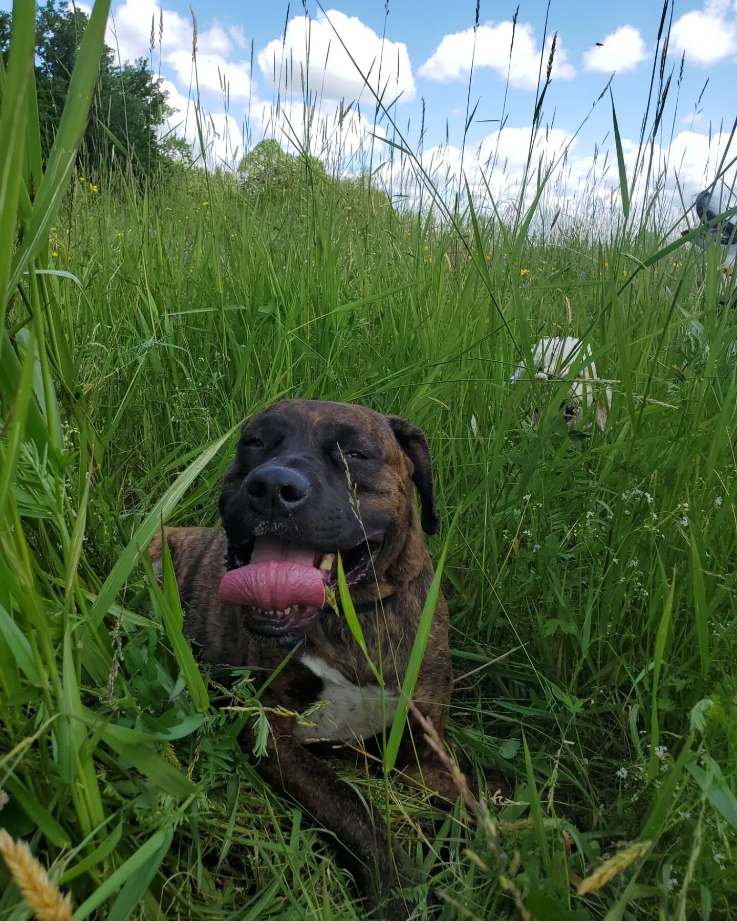 Tall Grass Tuesdays made possible by @wondercide This is one of the products that I use to help make dog camp a little more bearable for everyone involved ~ including myself ~ when it comes to ticks, mosquitos and black flies. 👍😁
.
.
.
#dogcamp #ve