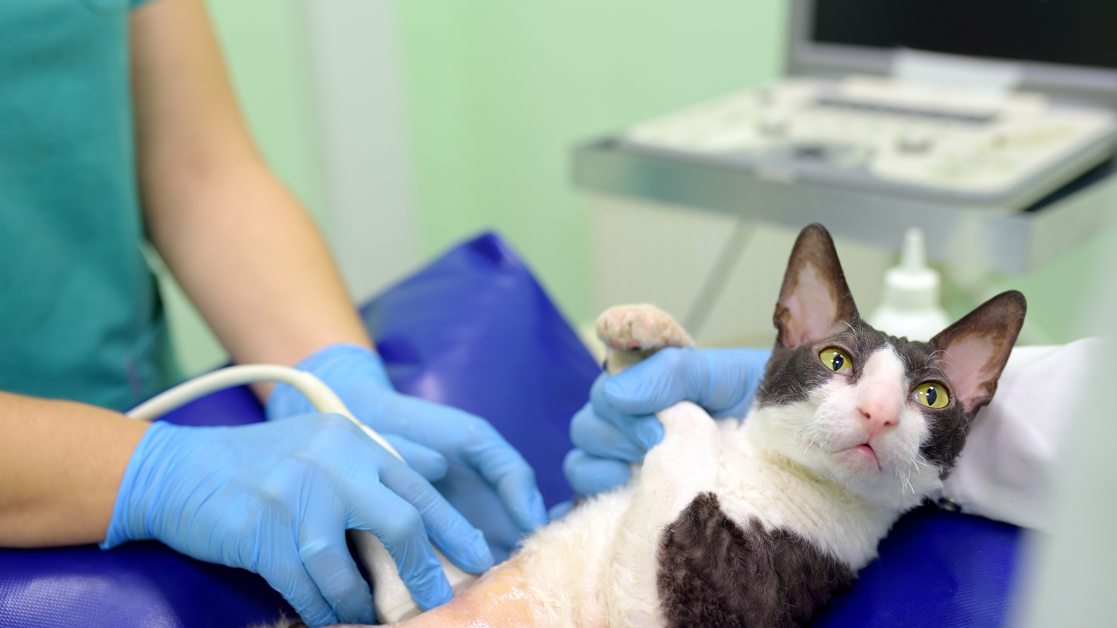 South Sound Veterinary Imaging