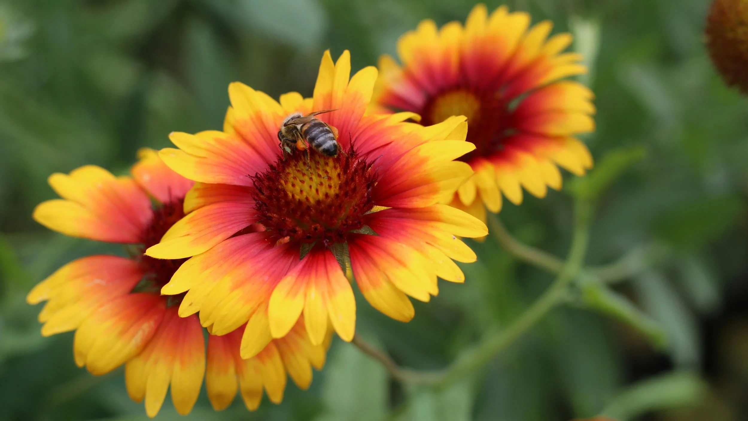 A group of blanket flowers in shades of burgundy, red, orange, and yellow. A bee sits in the center of the foremost flower.
