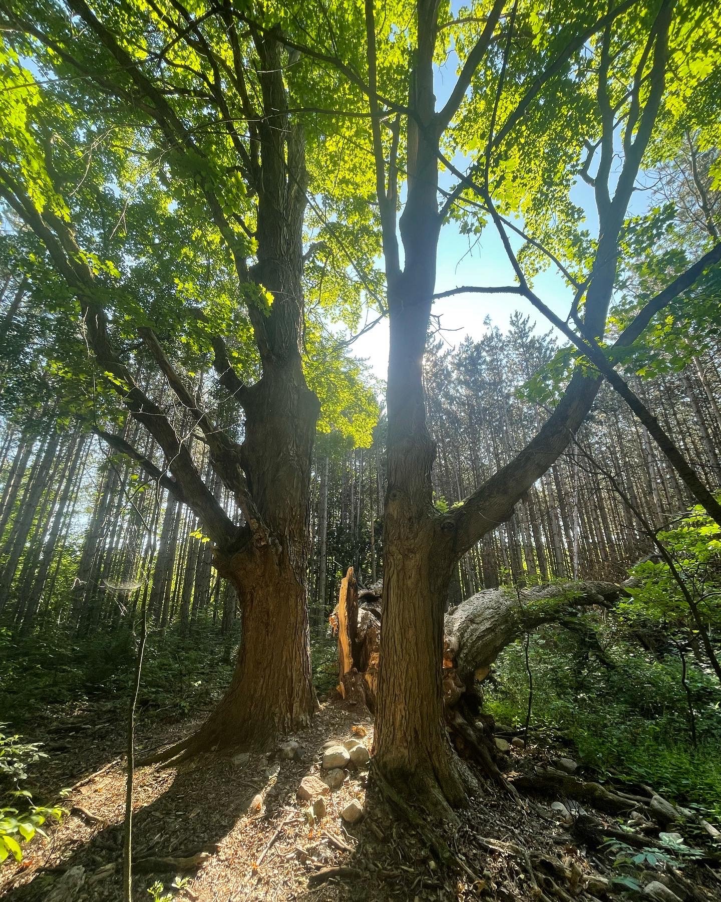 Begin Within Retreat