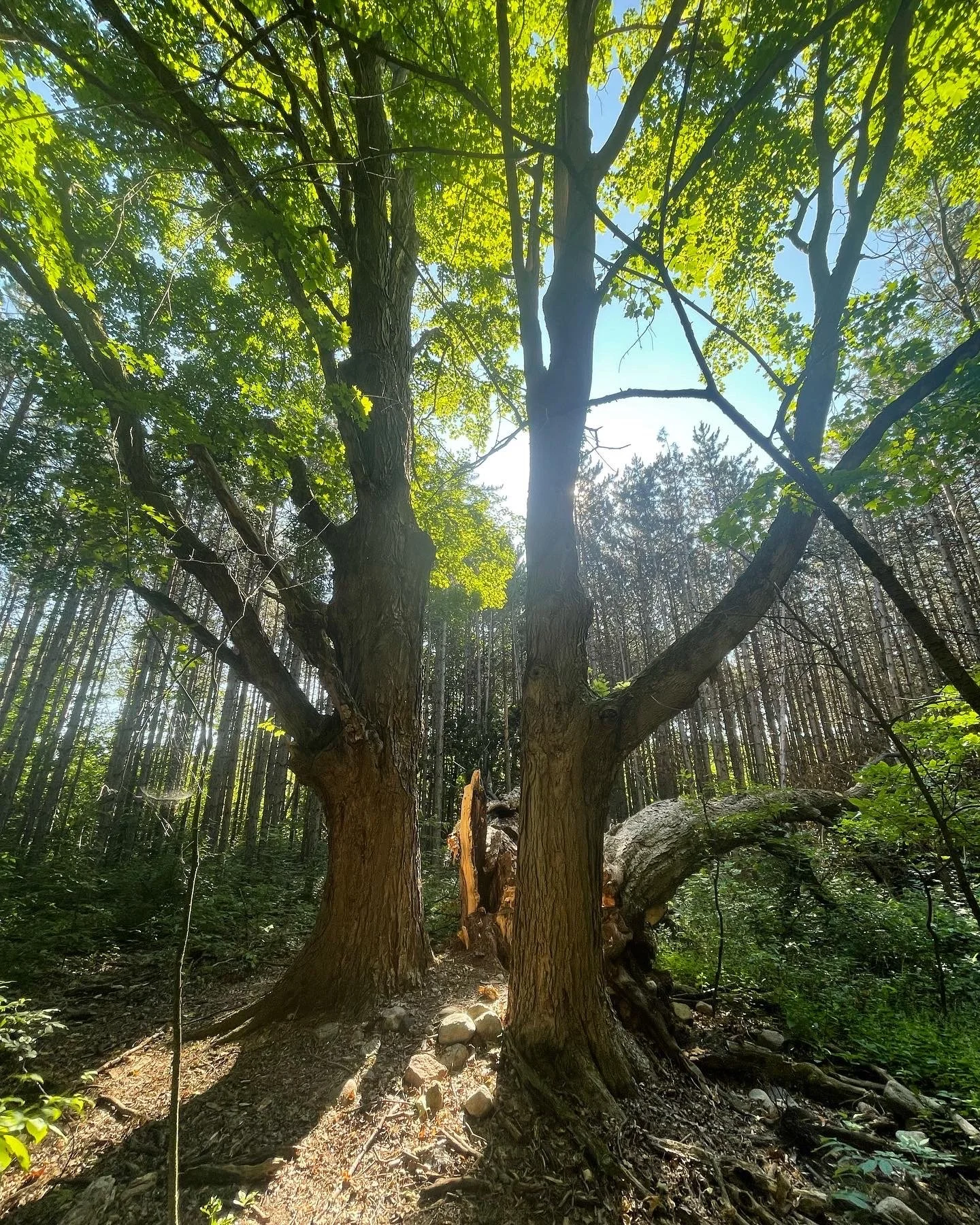 Image pointing up into the trees with sun peaking between two