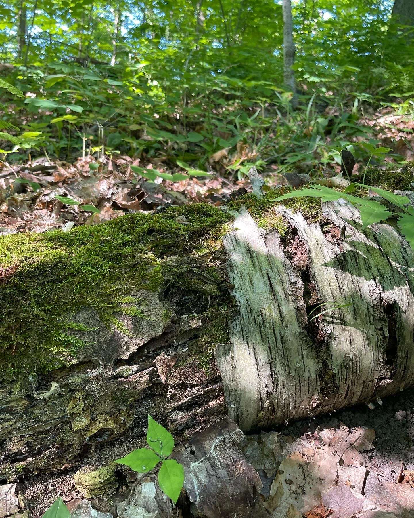 close up photo of a log in the forest