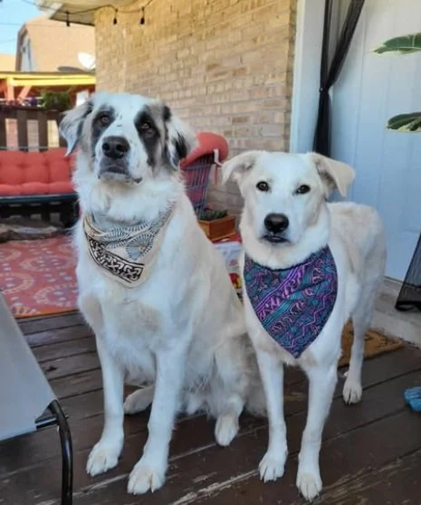 Screen Shot 2024-12-17 at 6.51.27 PM.jpg