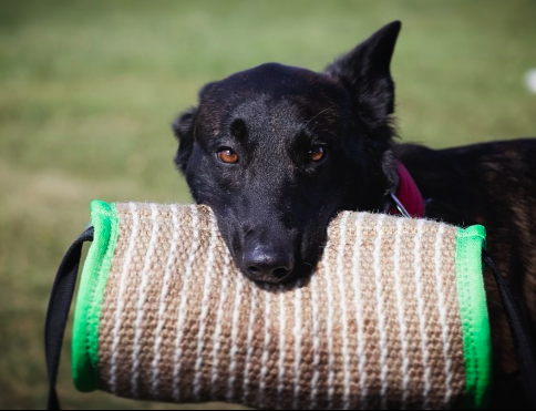 Screen Shot 2024-12-17 at 6.54.41 PM.png