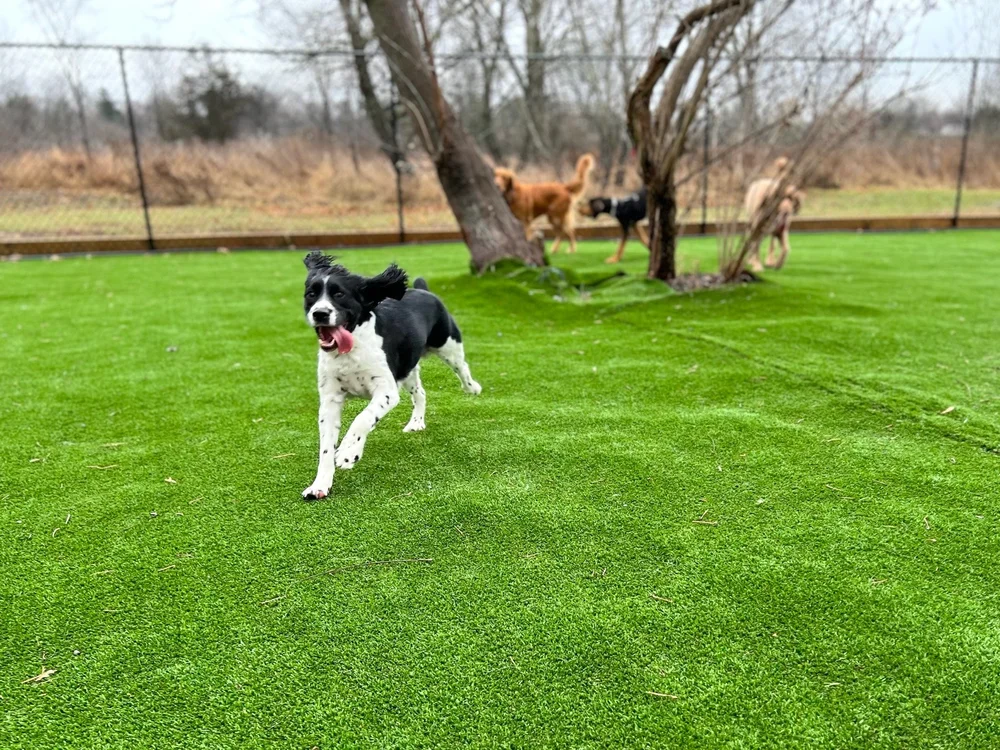 The Collar Crew Dog Boarding