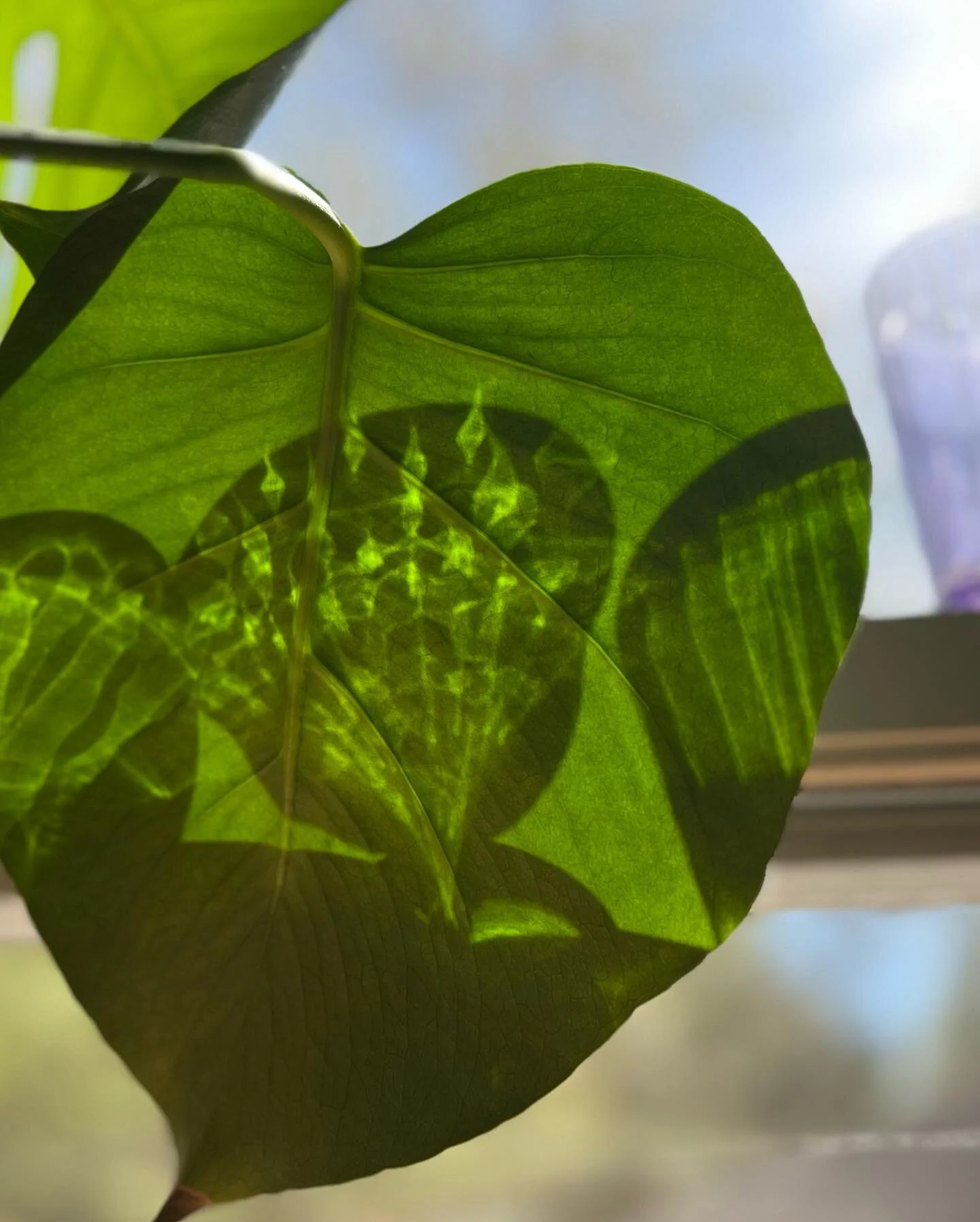 The heartbreaking beauty of every day life.  Light patterns through glass, viewed on a leaf.  Photo by John Cradock