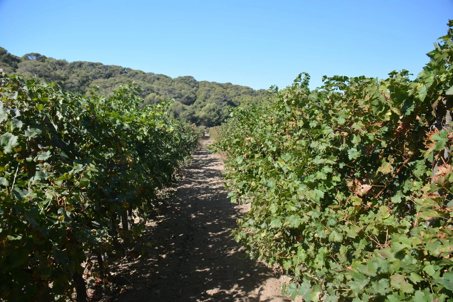  Grape vines have been picked and autumn colors are starting to set in.&nbsp; 