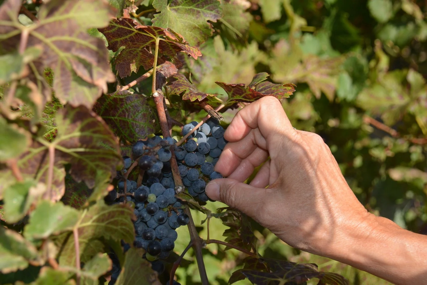  We tested grapes left on the vine that didn’t meet the requirements for wine.&nbsp; 