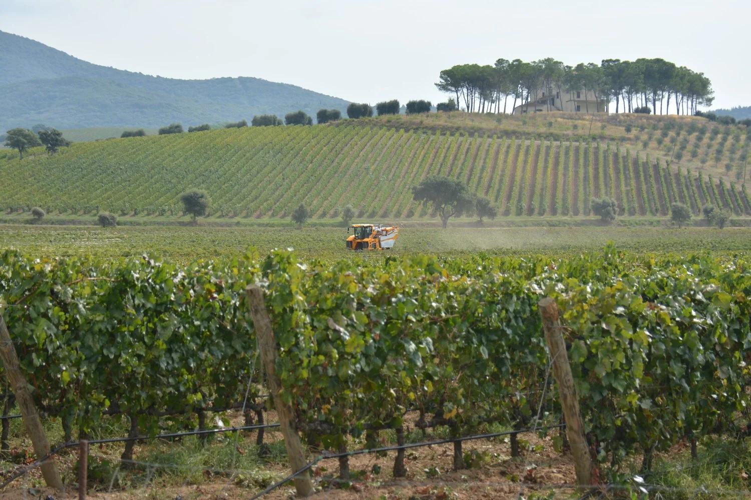  Vineyard being harvested. &nbsp;Some do it by hand and some by machine.&nbsp; 