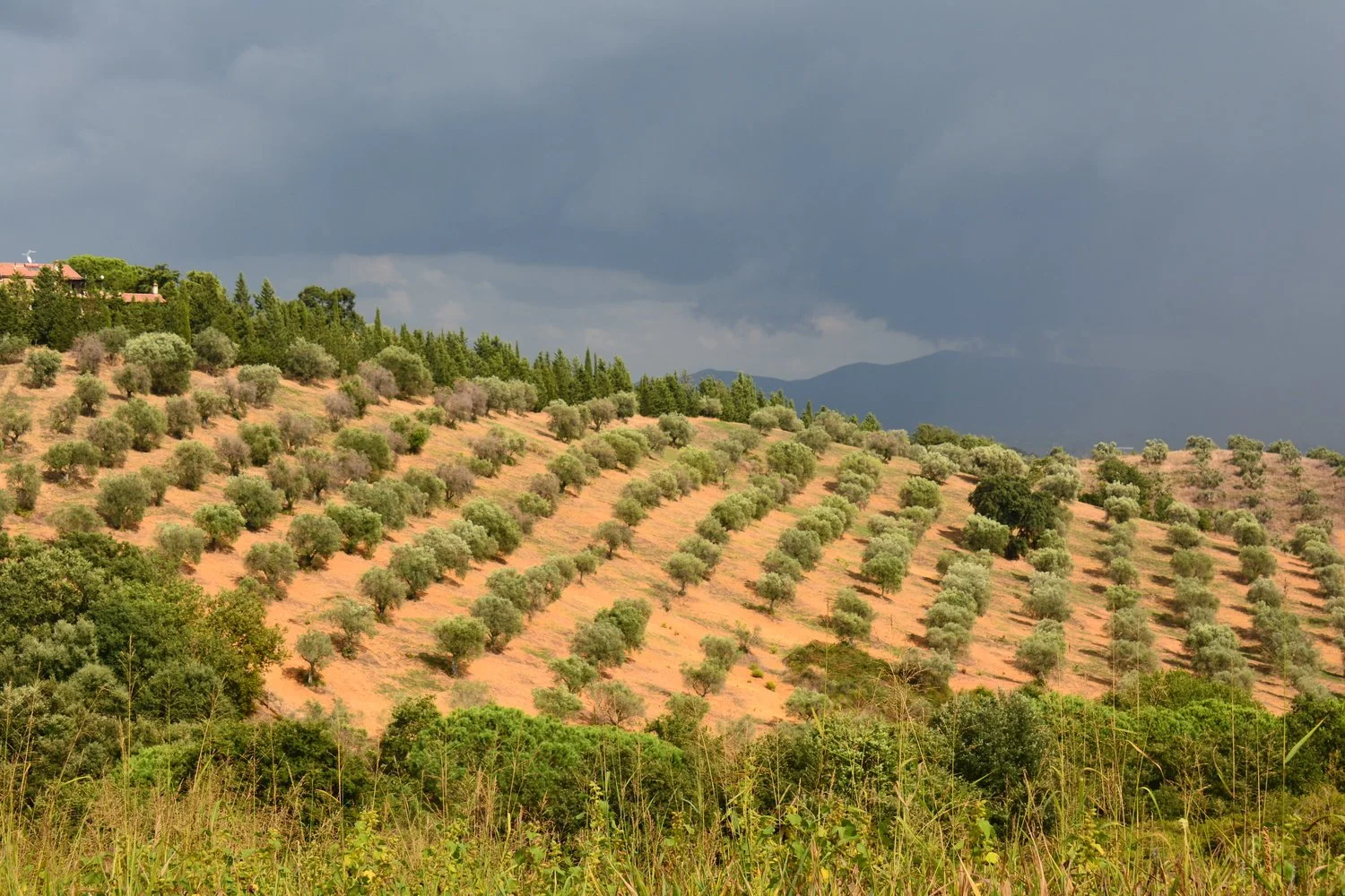  Olive grove view from the old Oak tree at the top of the hill at Montebelli.&nbsp; 