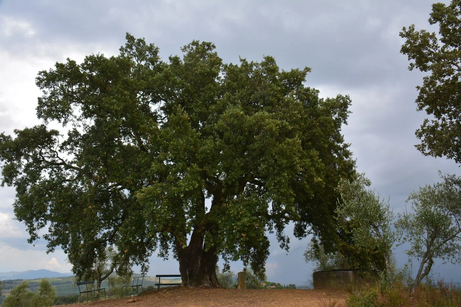  The famous Oak tree. &nbsp;It’s bark was cork that was about a couple of inches thick. 