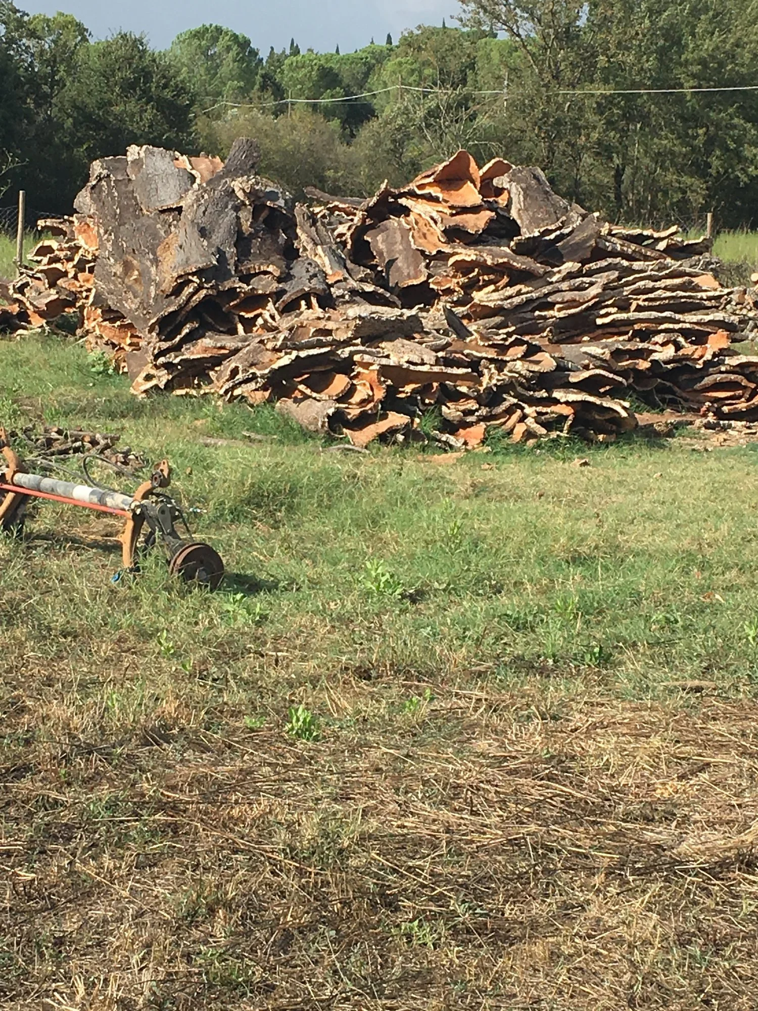  Bark of cork trees. About 6-10 feet is harvested and grows back in 7 years. &nbsp; 