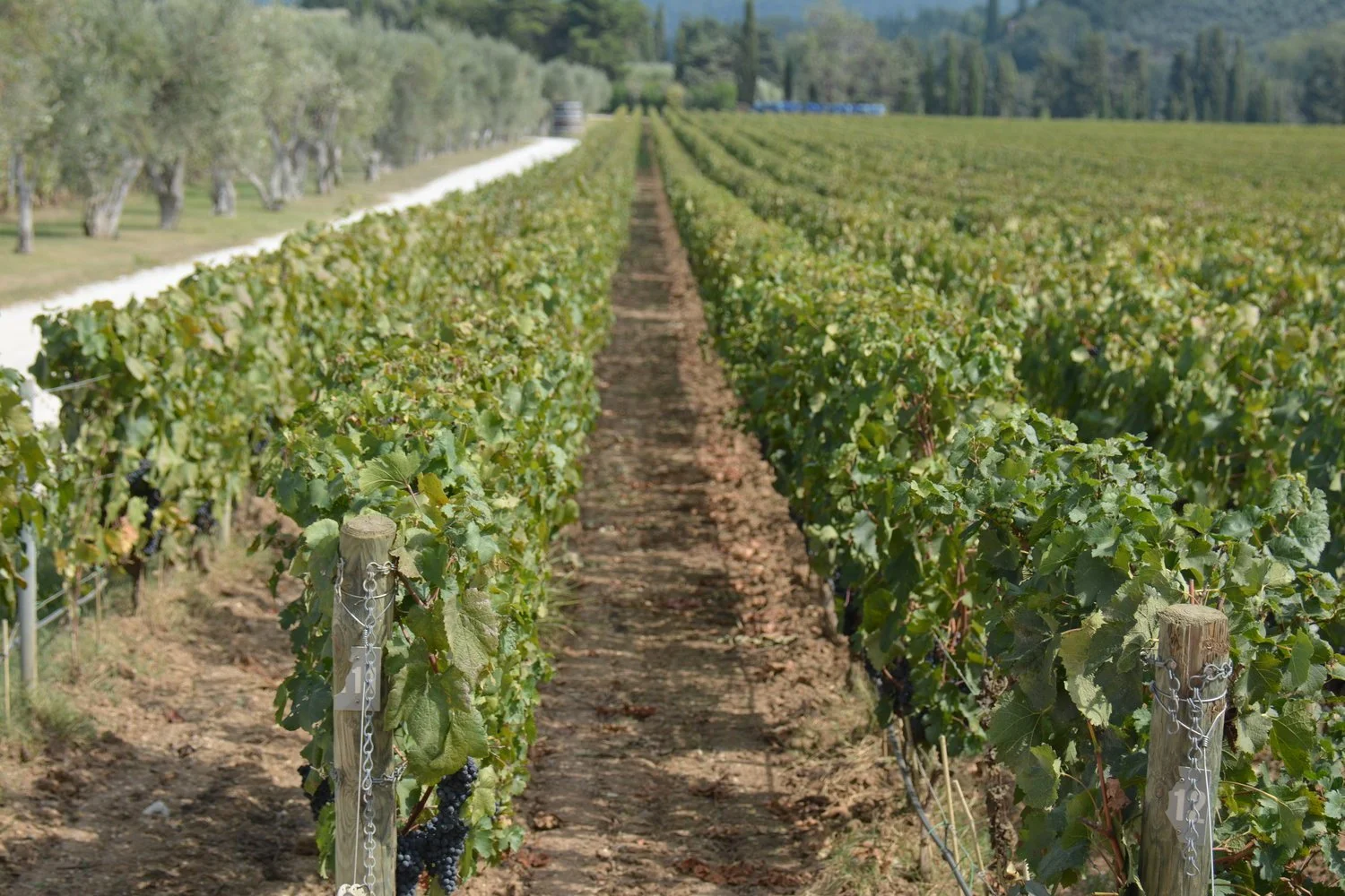  The grape vines go on forever. 