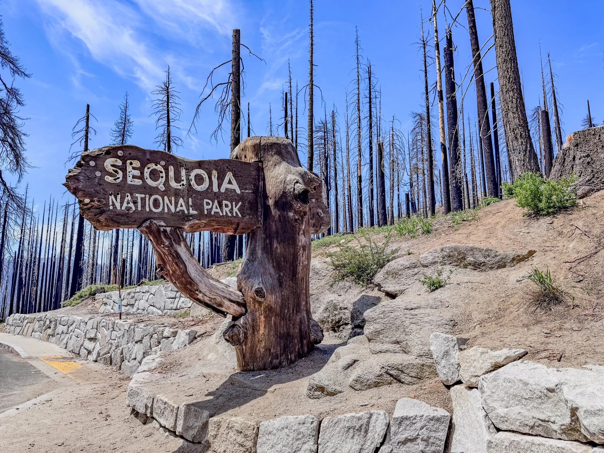 Sequoia-8681.jpg