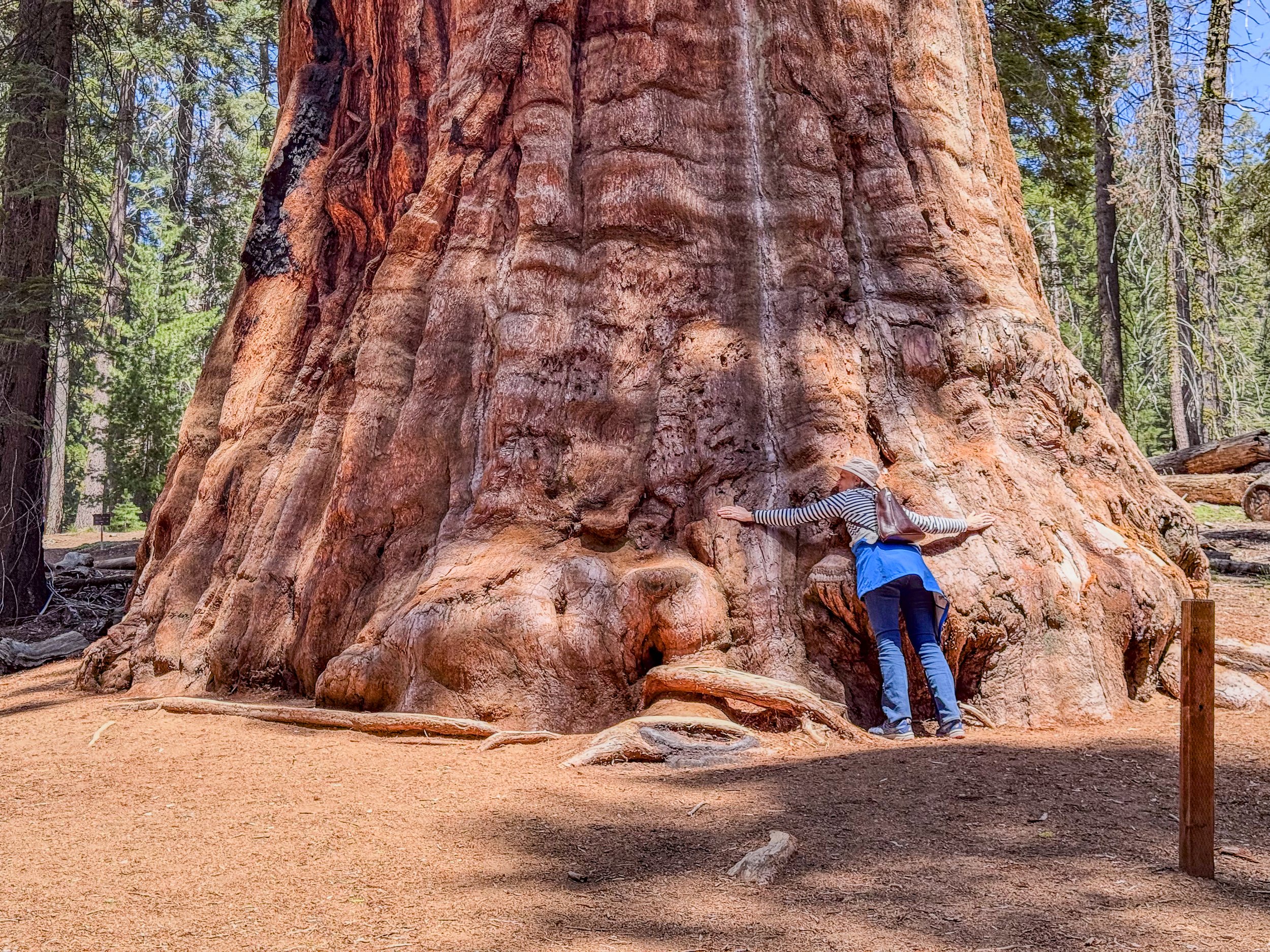 Sequoia NP-8697.jpg