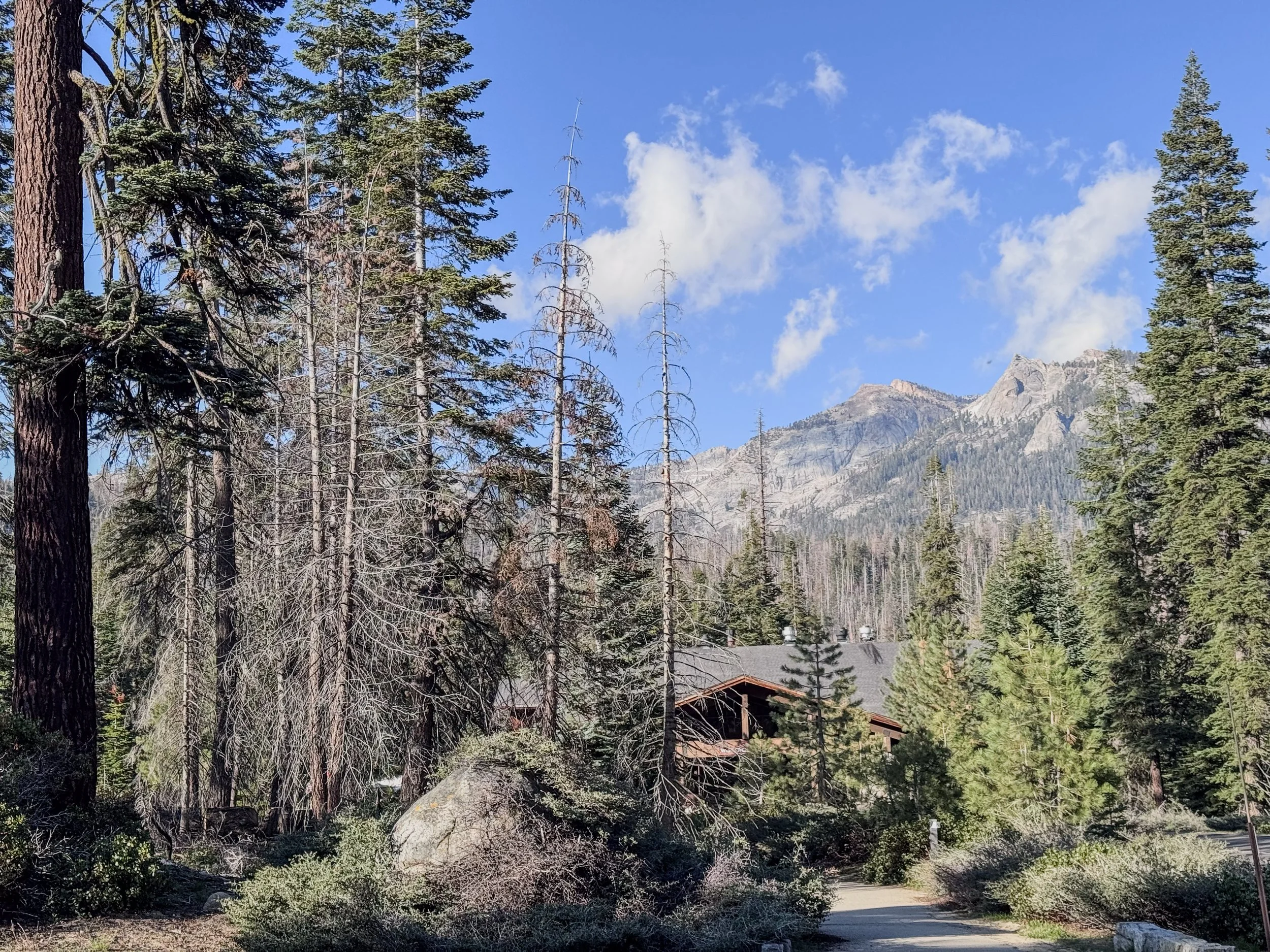 Sequoia-8709.jpg