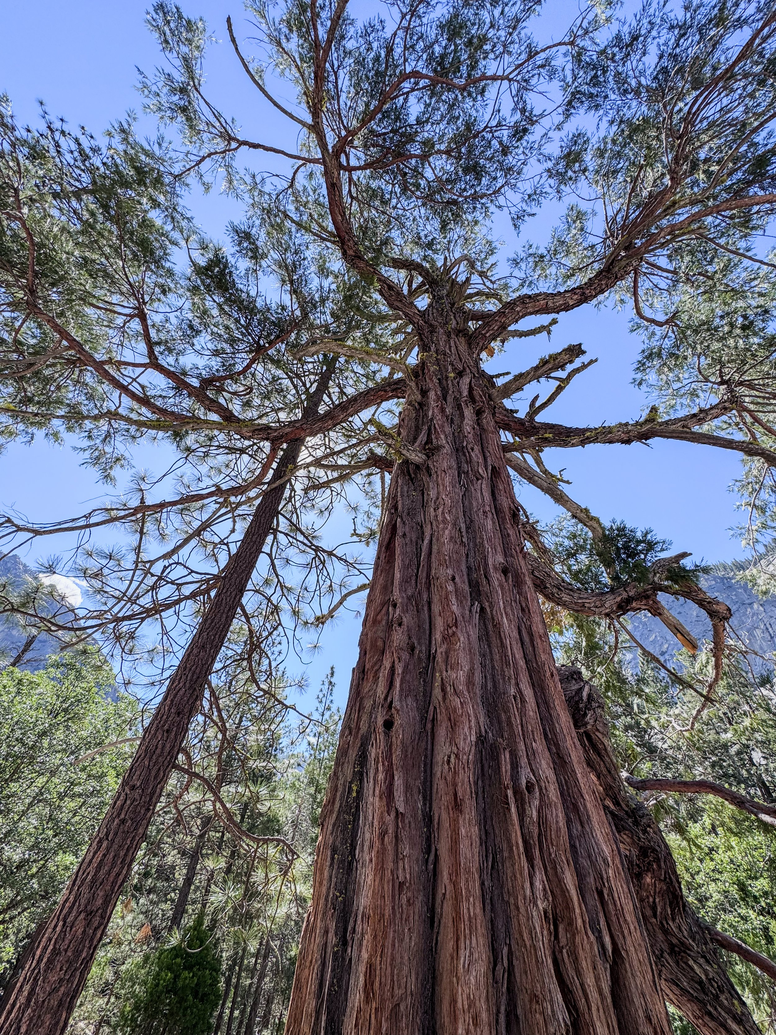 Kings Canyon &amp; Sequoia NP