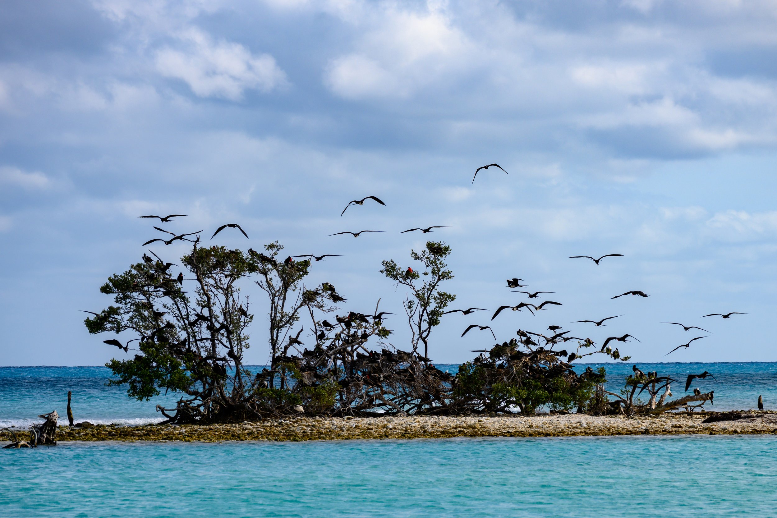 Dry Tortugas-5178.jpg