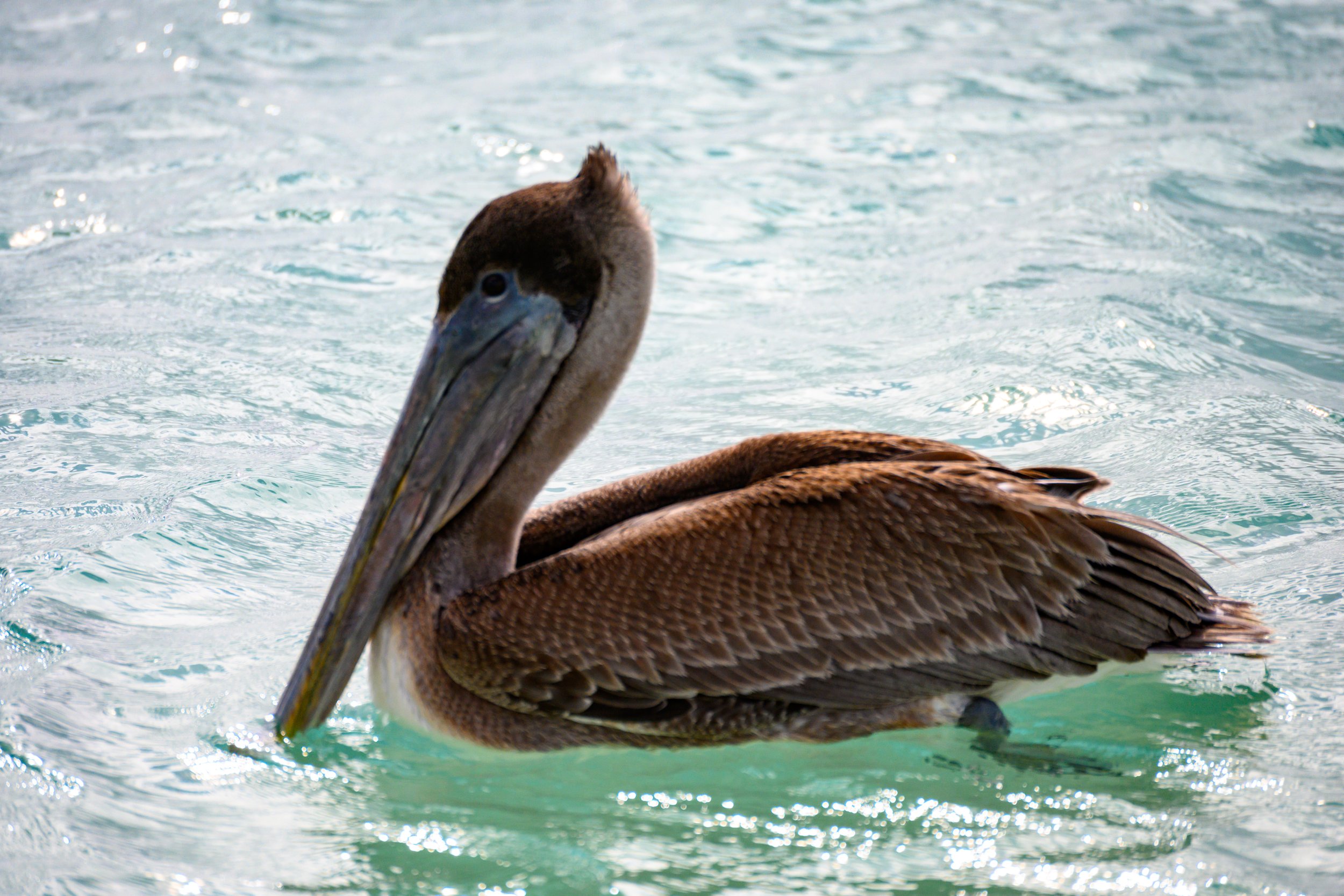 Dry Tortugas-5190.jpg