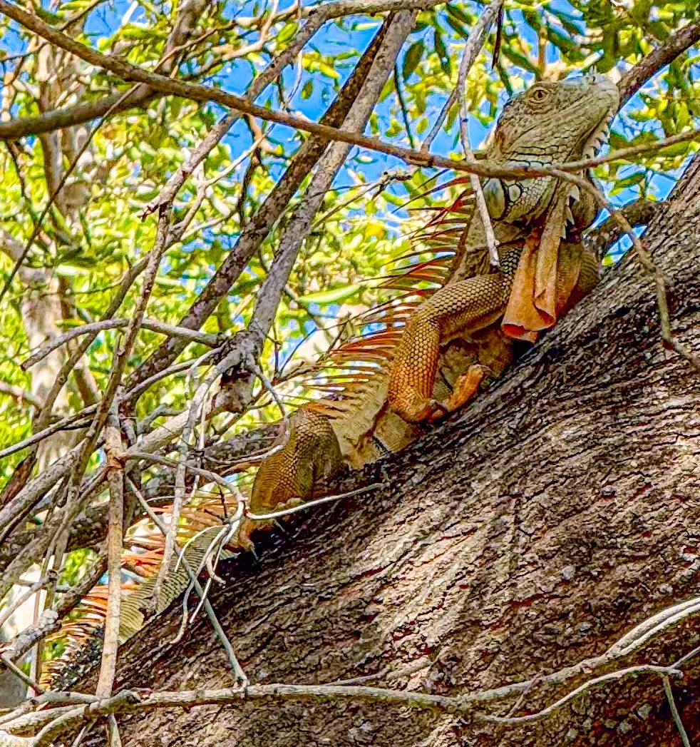 Key West--2.jpg