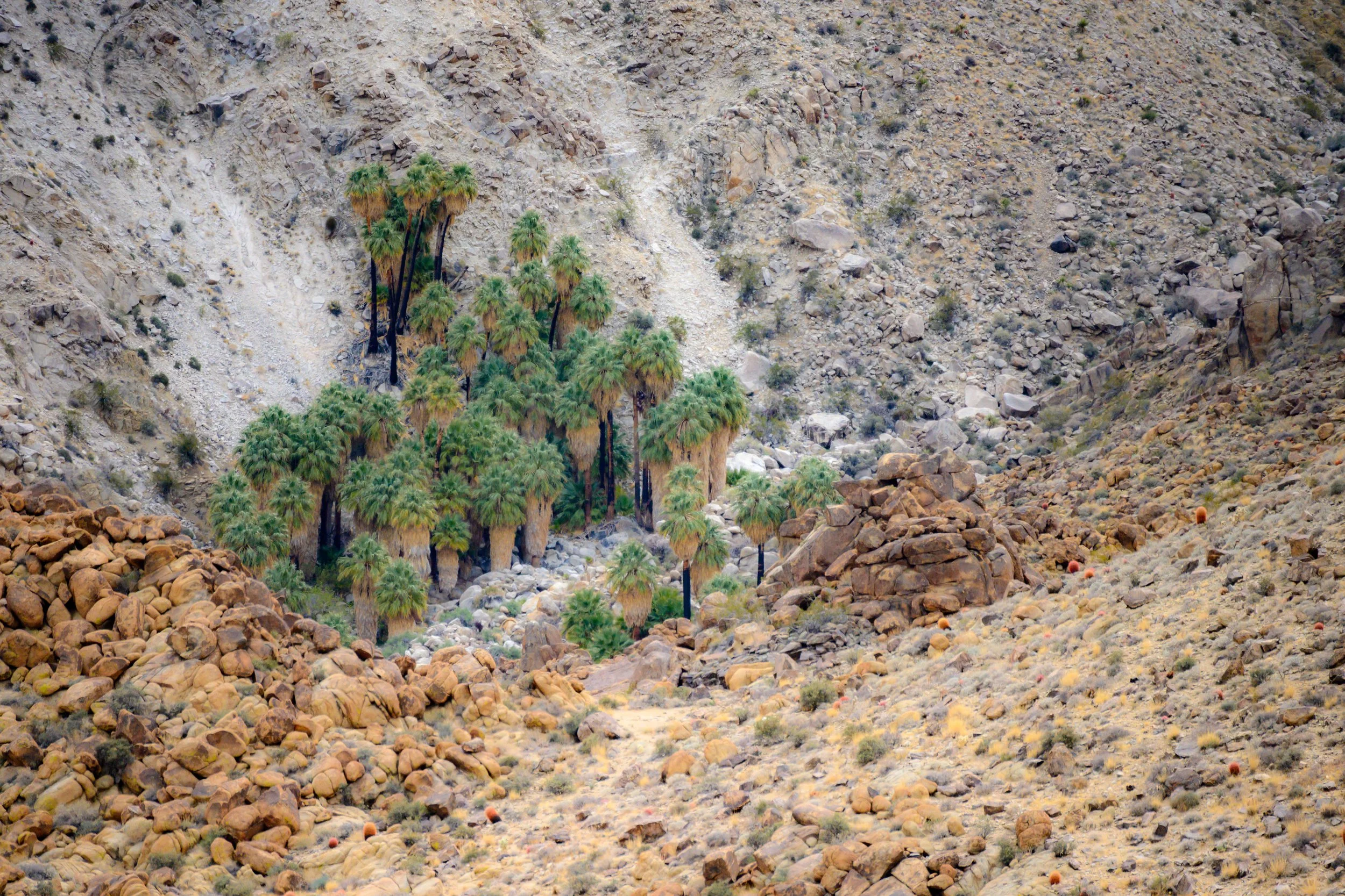 Jashua Tree-7.jpg