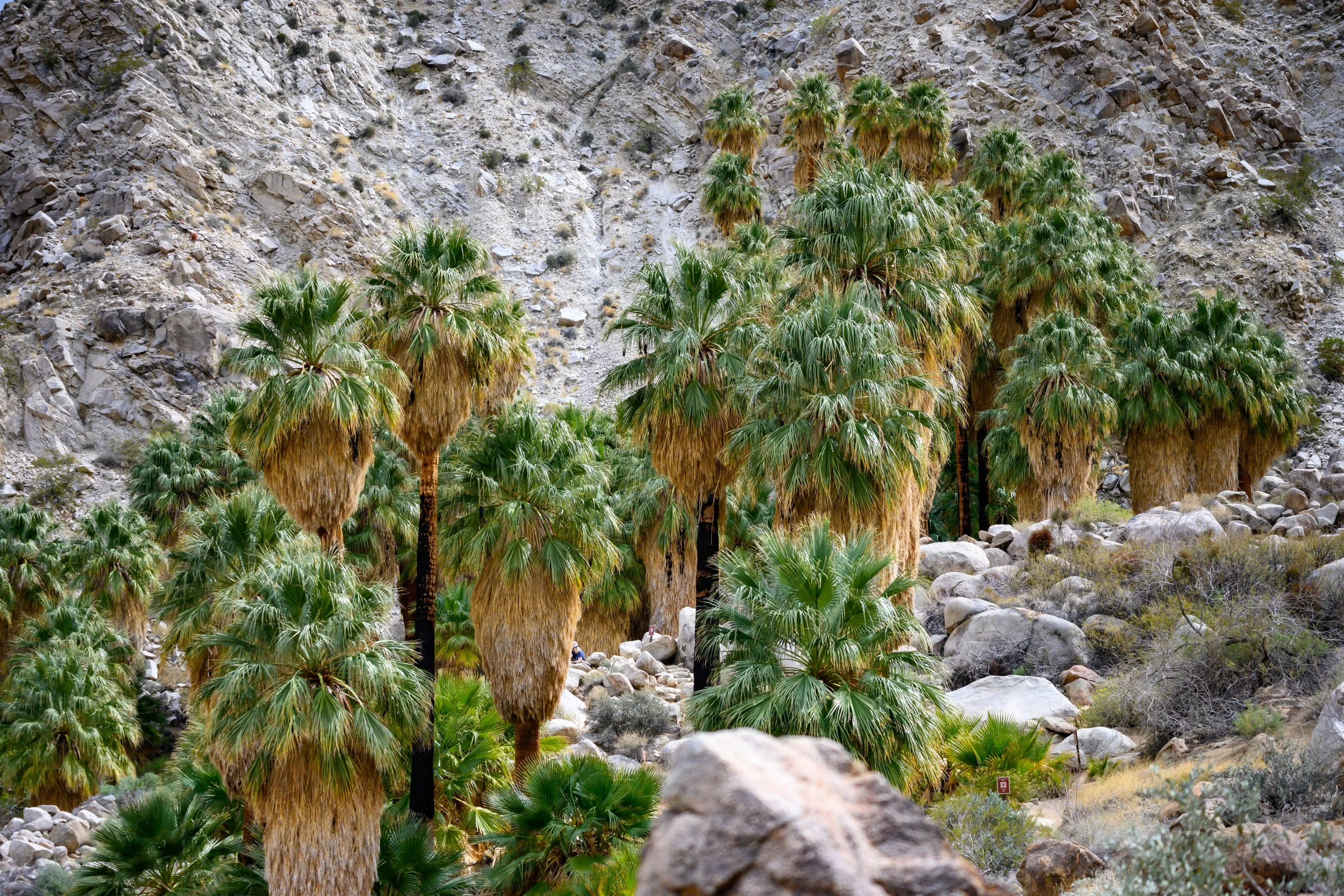 Jashua Tree-8.jpg