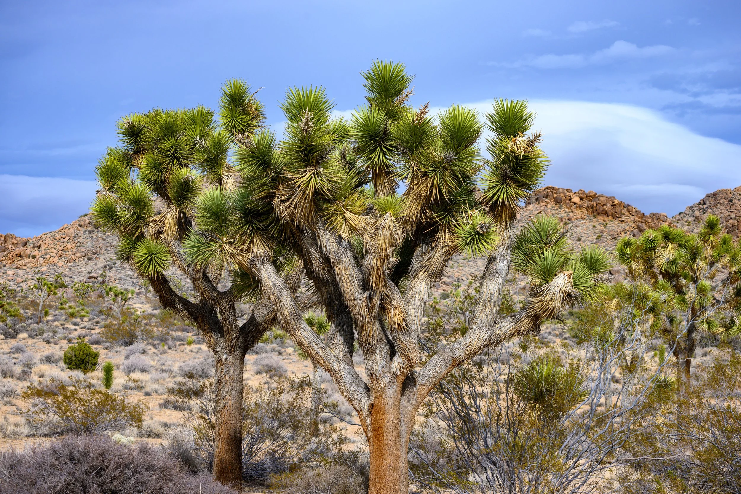 Jashua Tree-9.jpg
