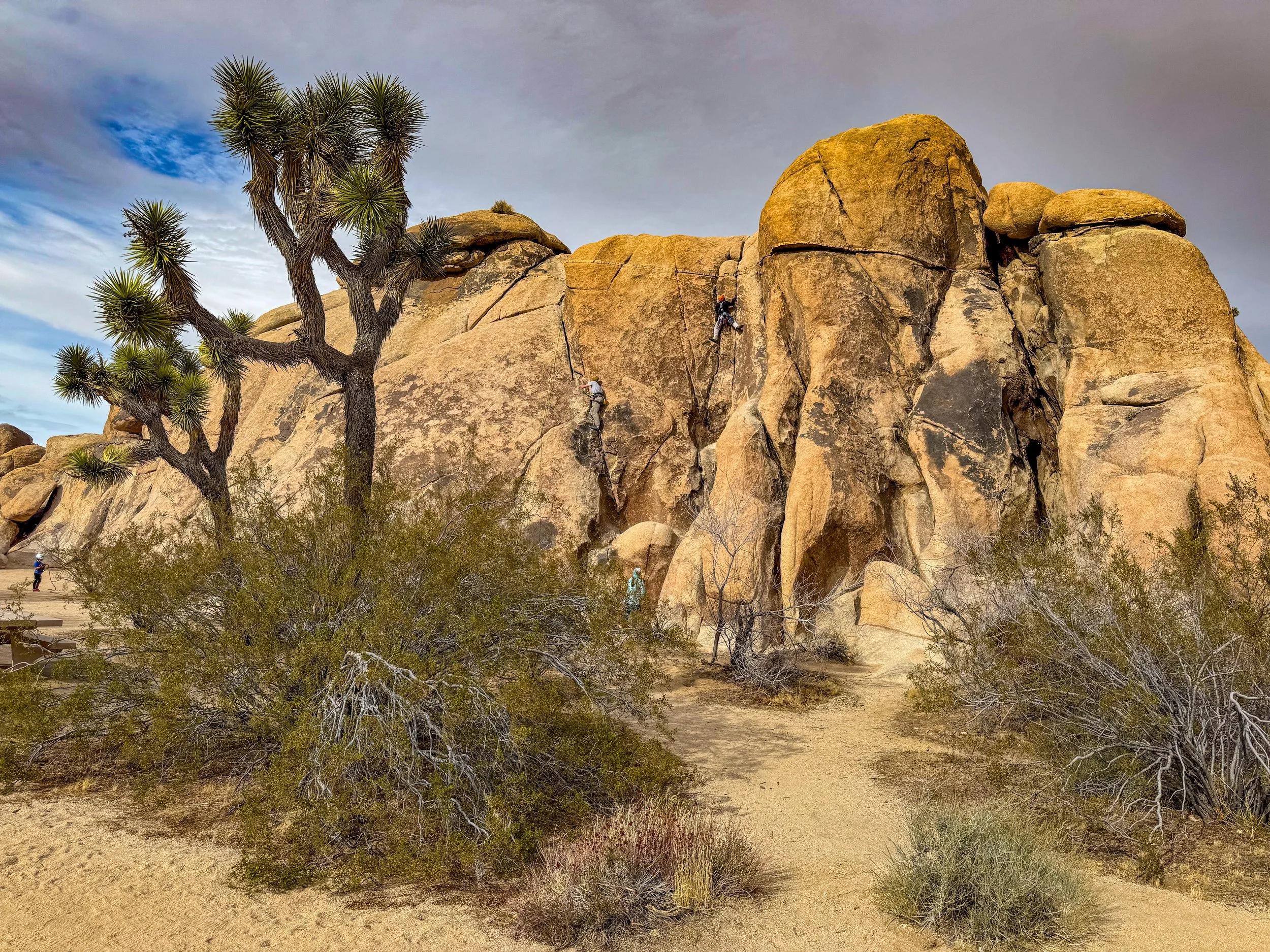 Jashua Tree-11.jpg