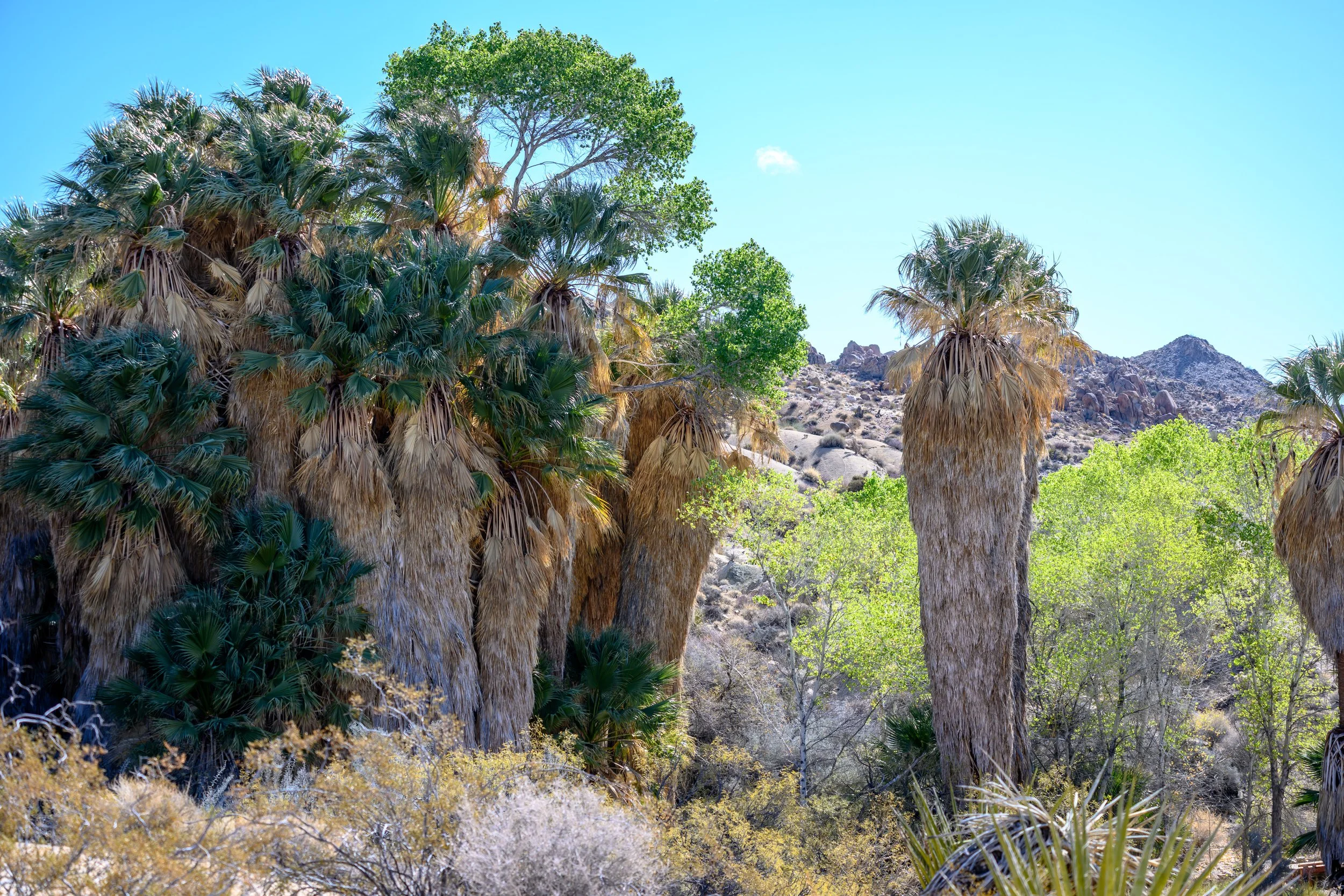 Jashua Tree-17.jpg
