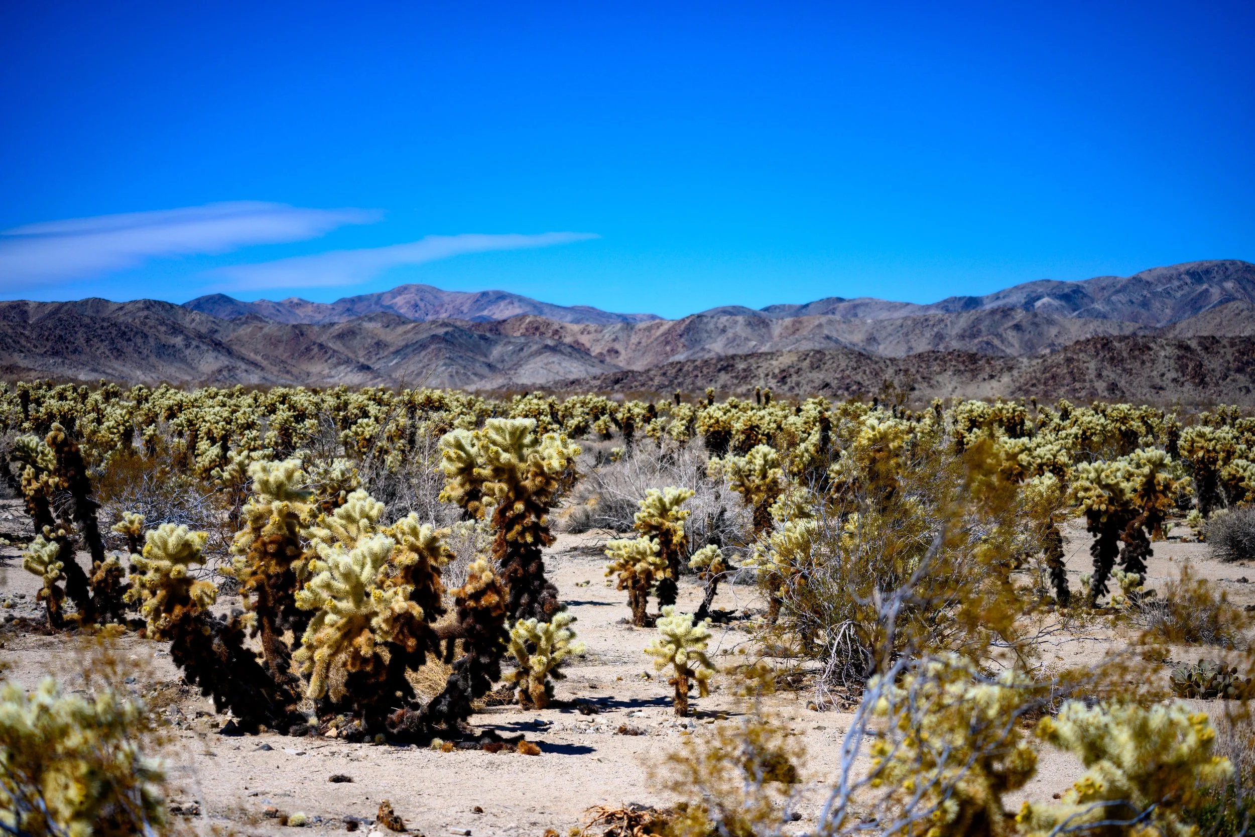 Jashua Tree-20.jpg