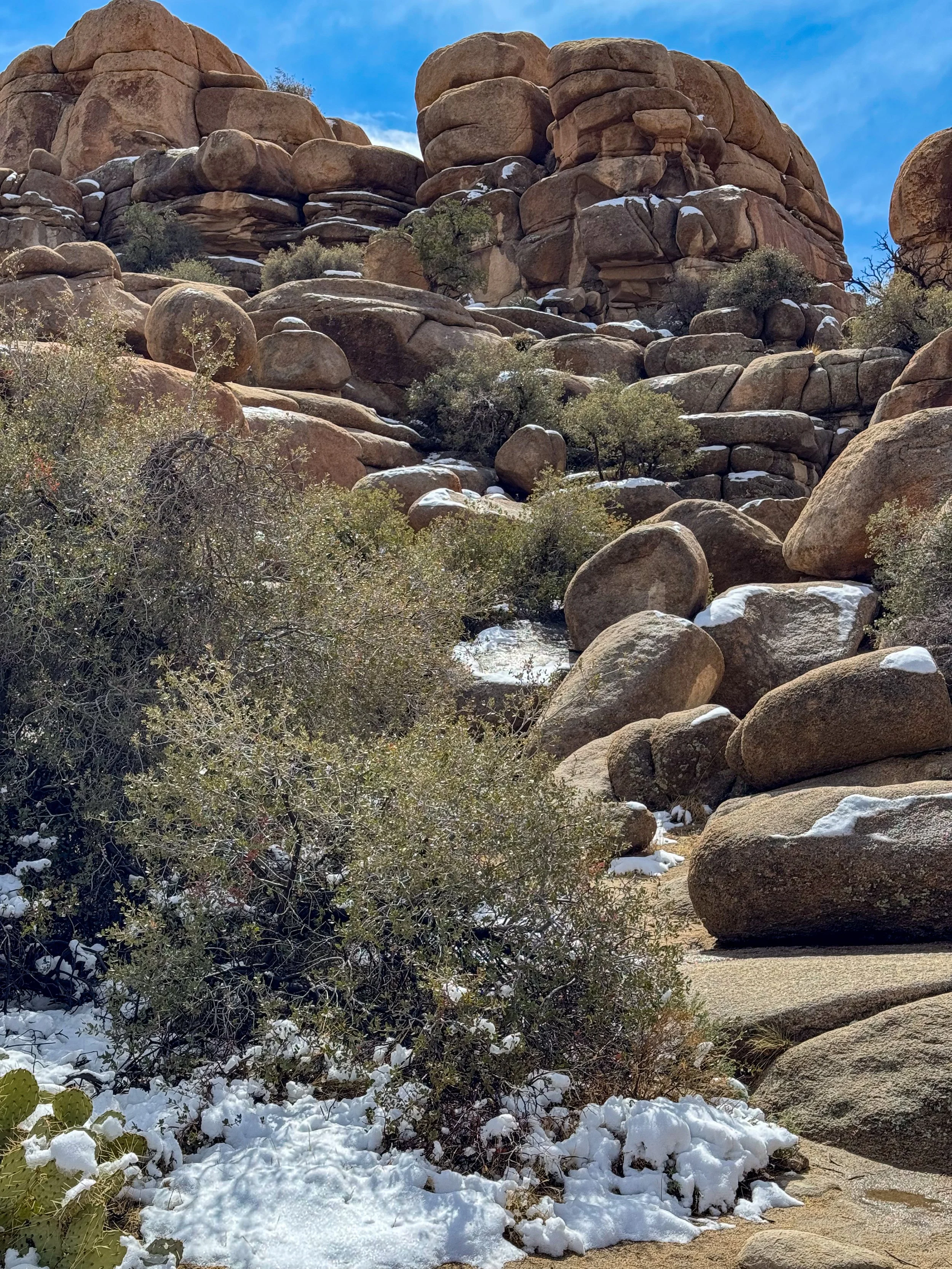 Jashua Tree-30.jpg