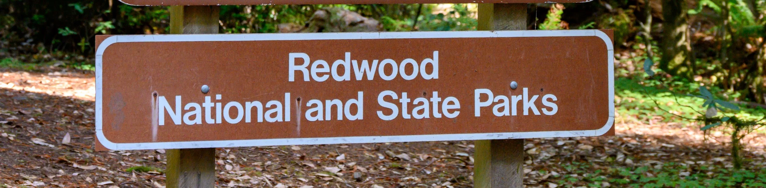 Redwood NP-1.jpg