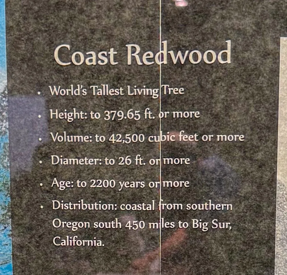 Redwood NP-3.jpg