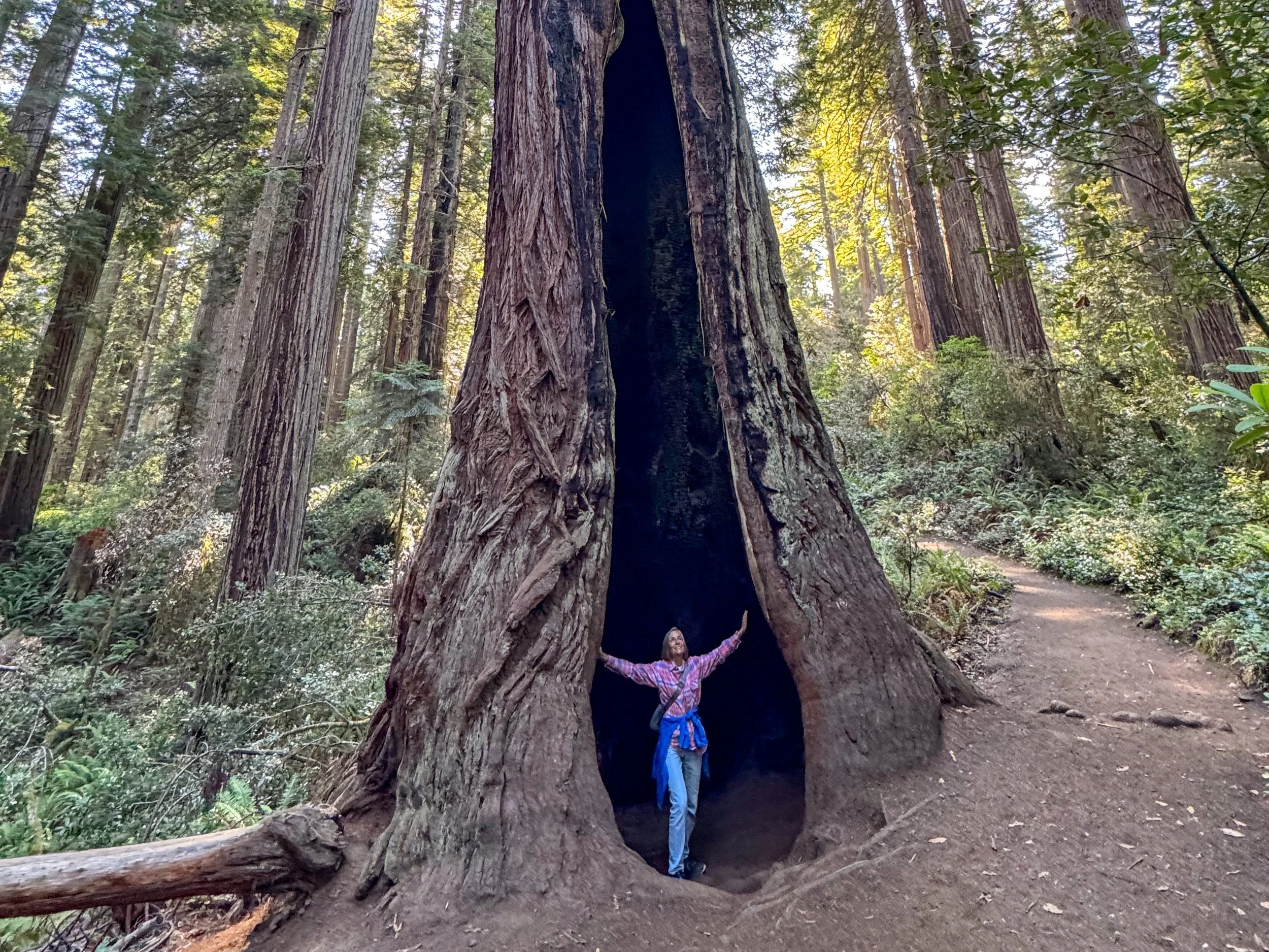 Redwood NP-6.jpg