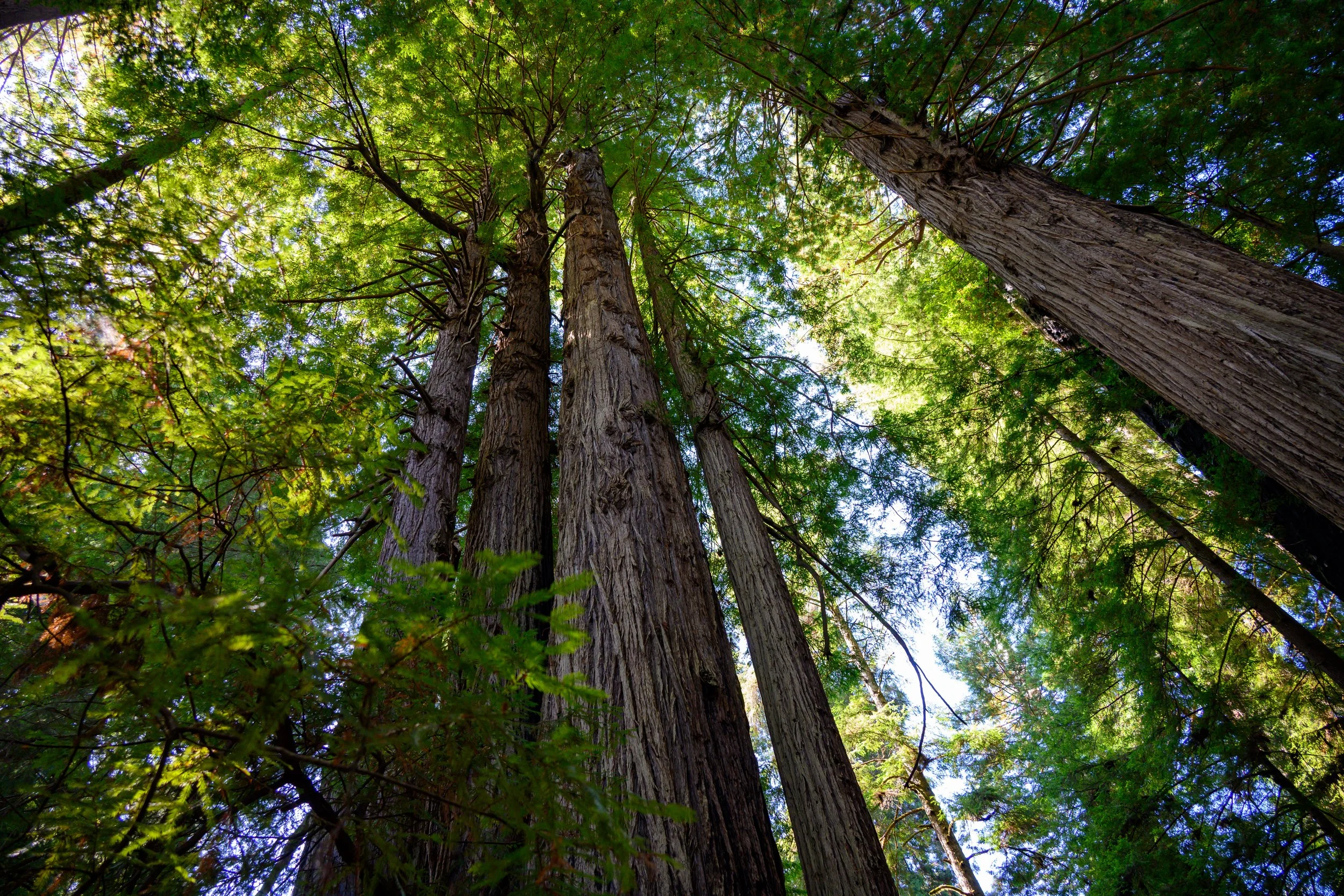 Redwood NP-5.jpg