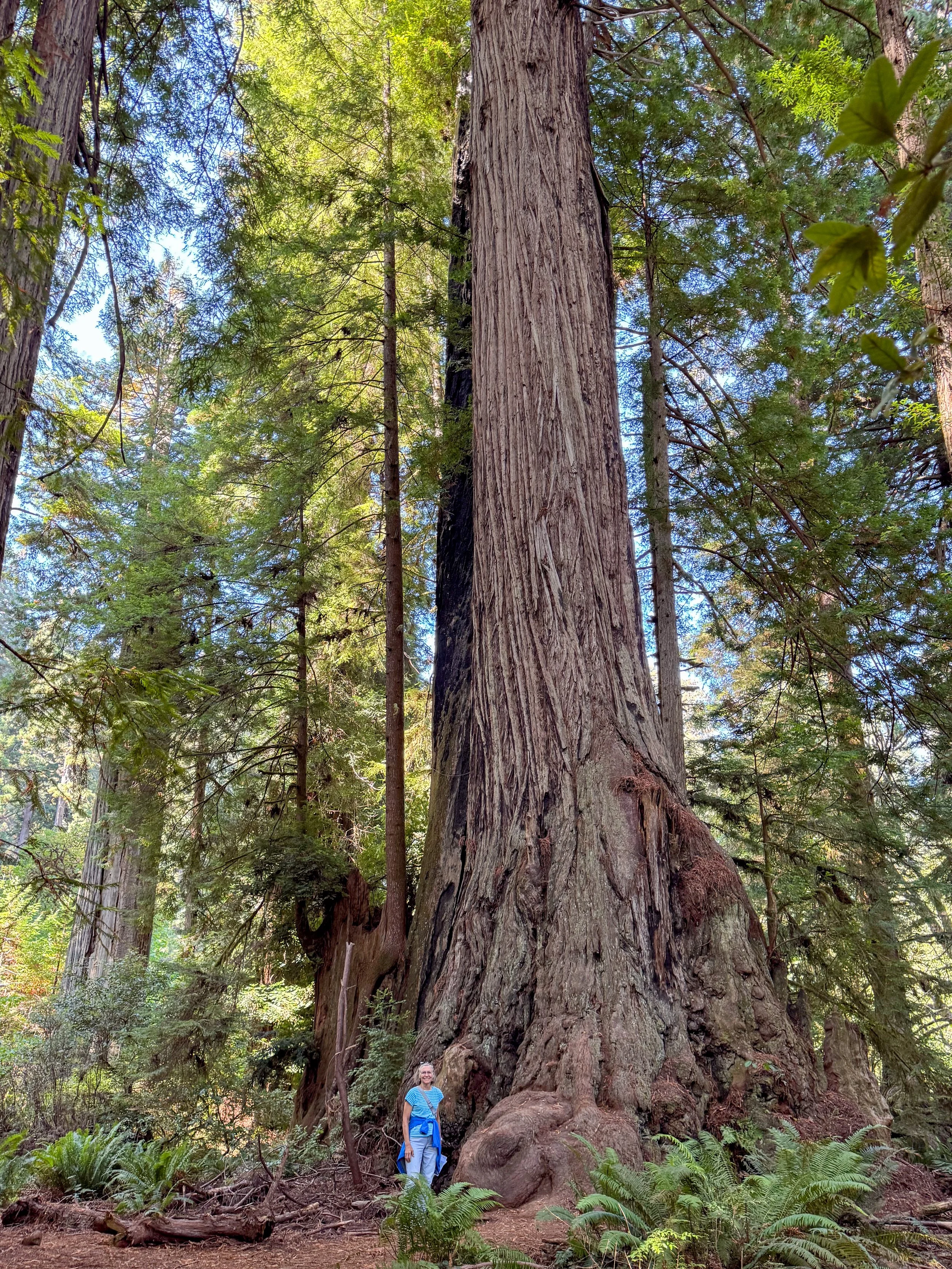 Redwood NP-7.jpg