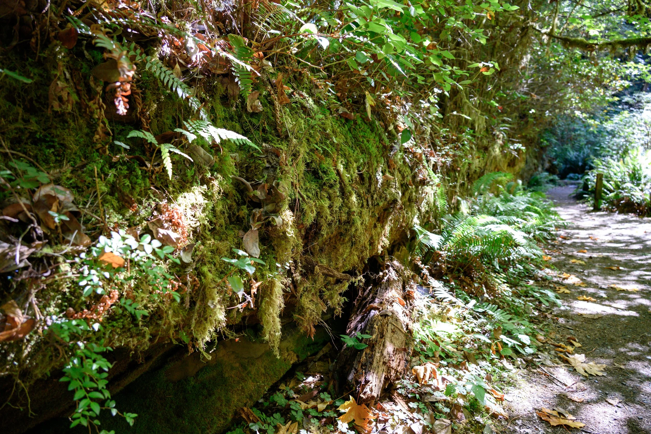 Redwood NP-8.jpg
