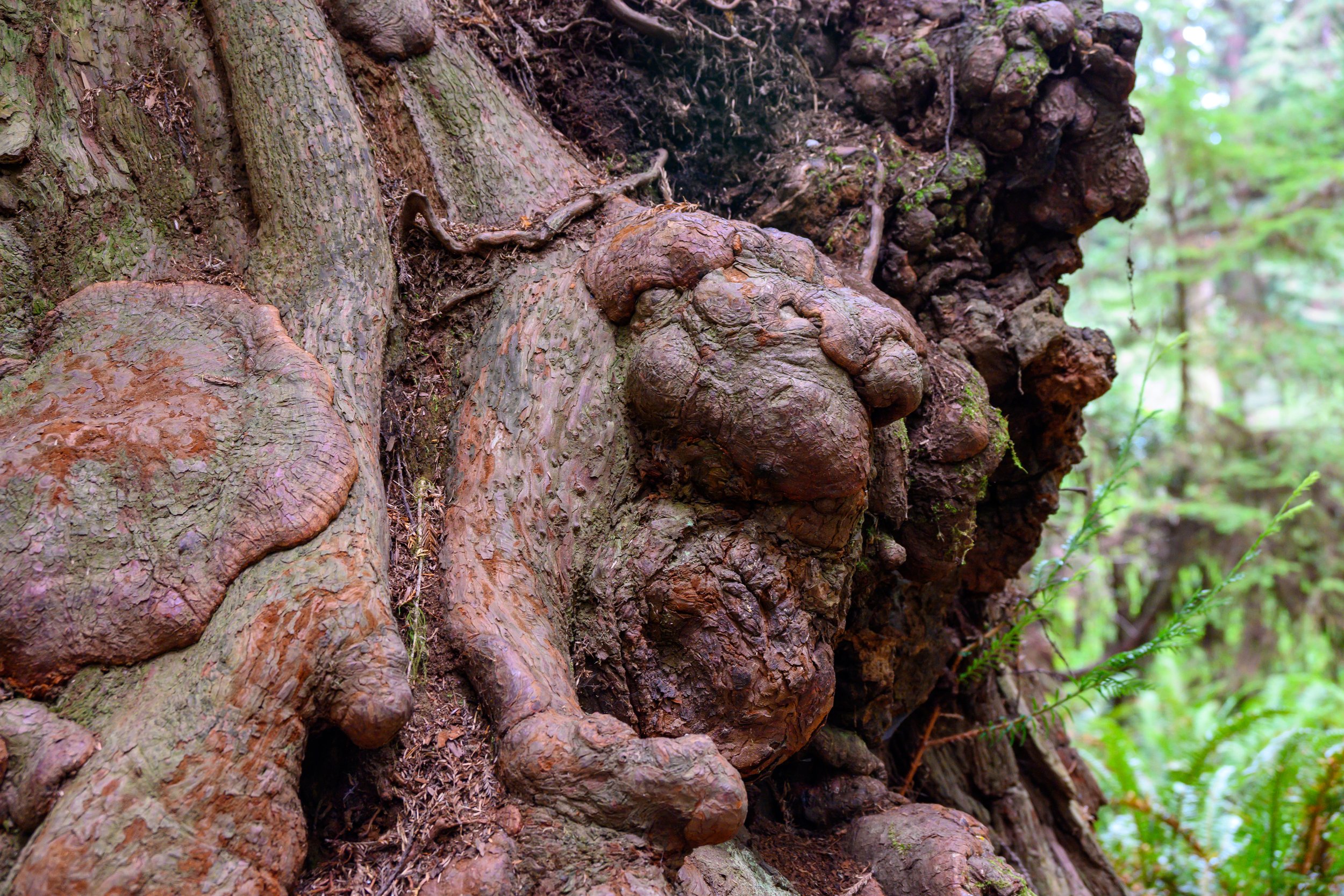 Redwood NP-9.jpg