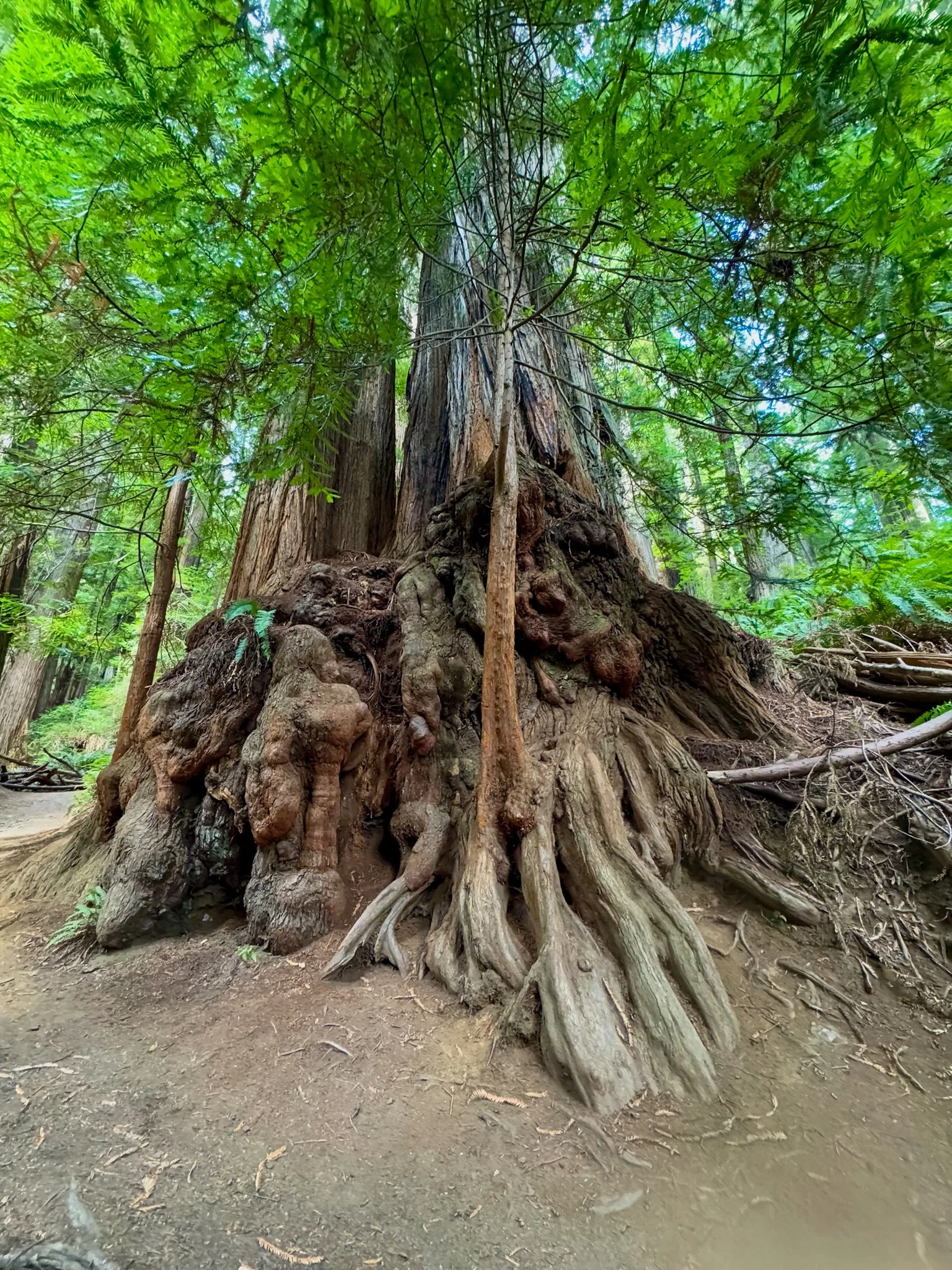 Redwood NP-10.jpg