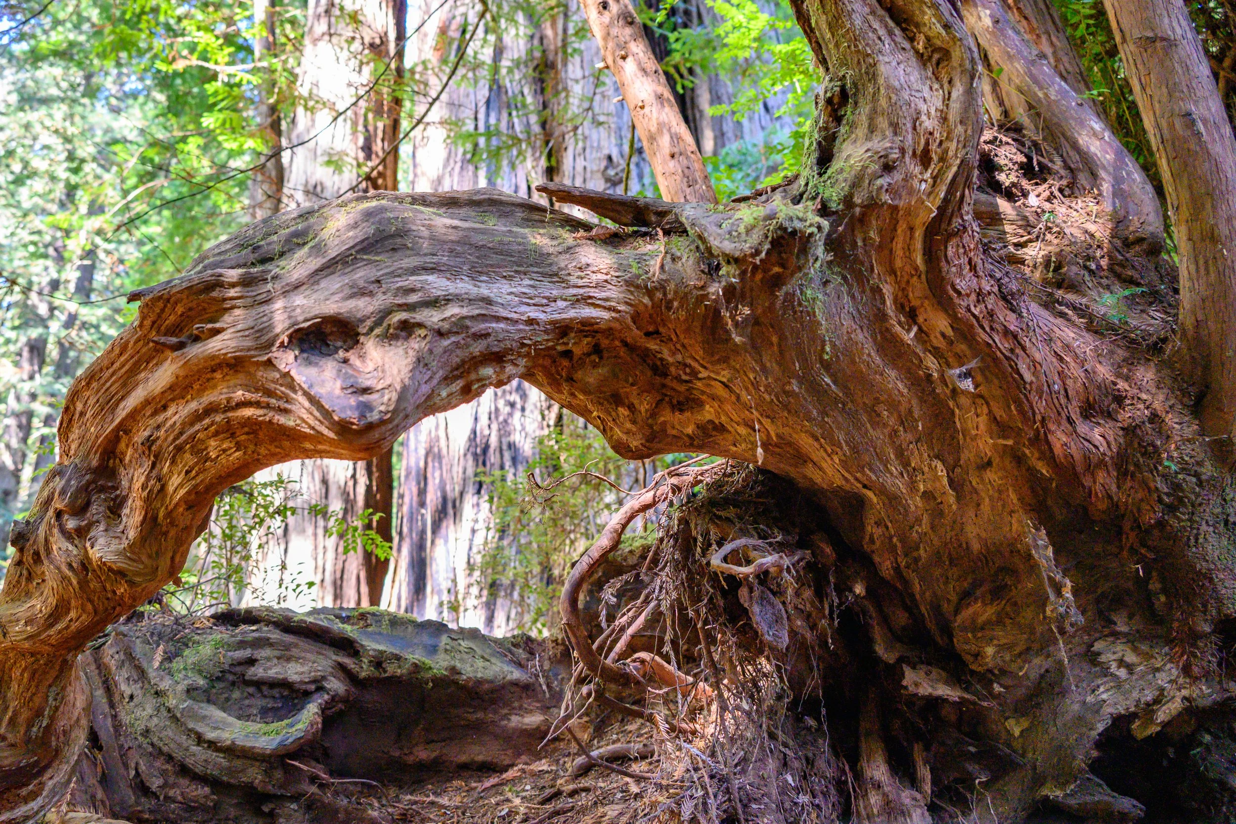 Redwood NP-11.jpg