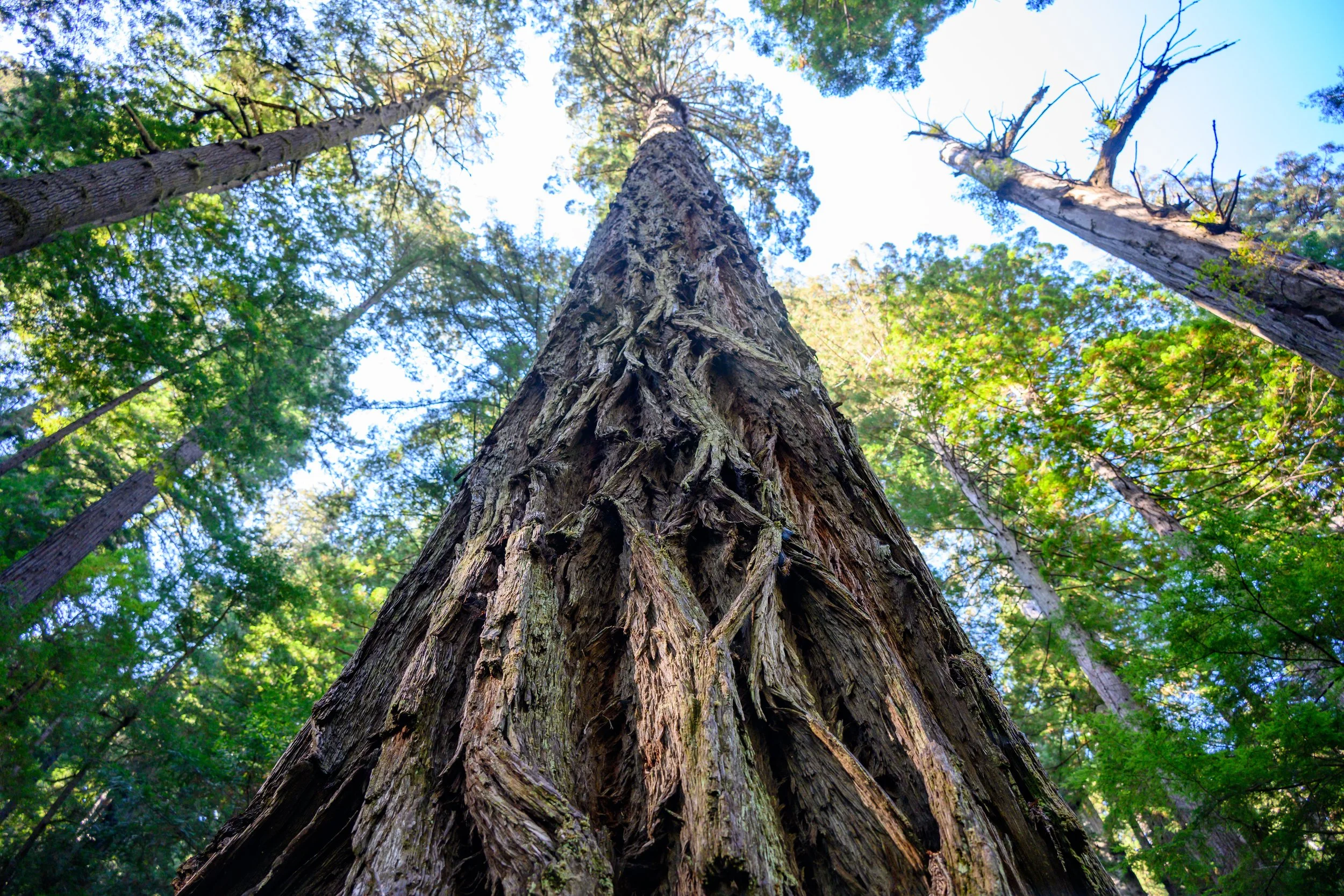 Redwood NP-12.jpg