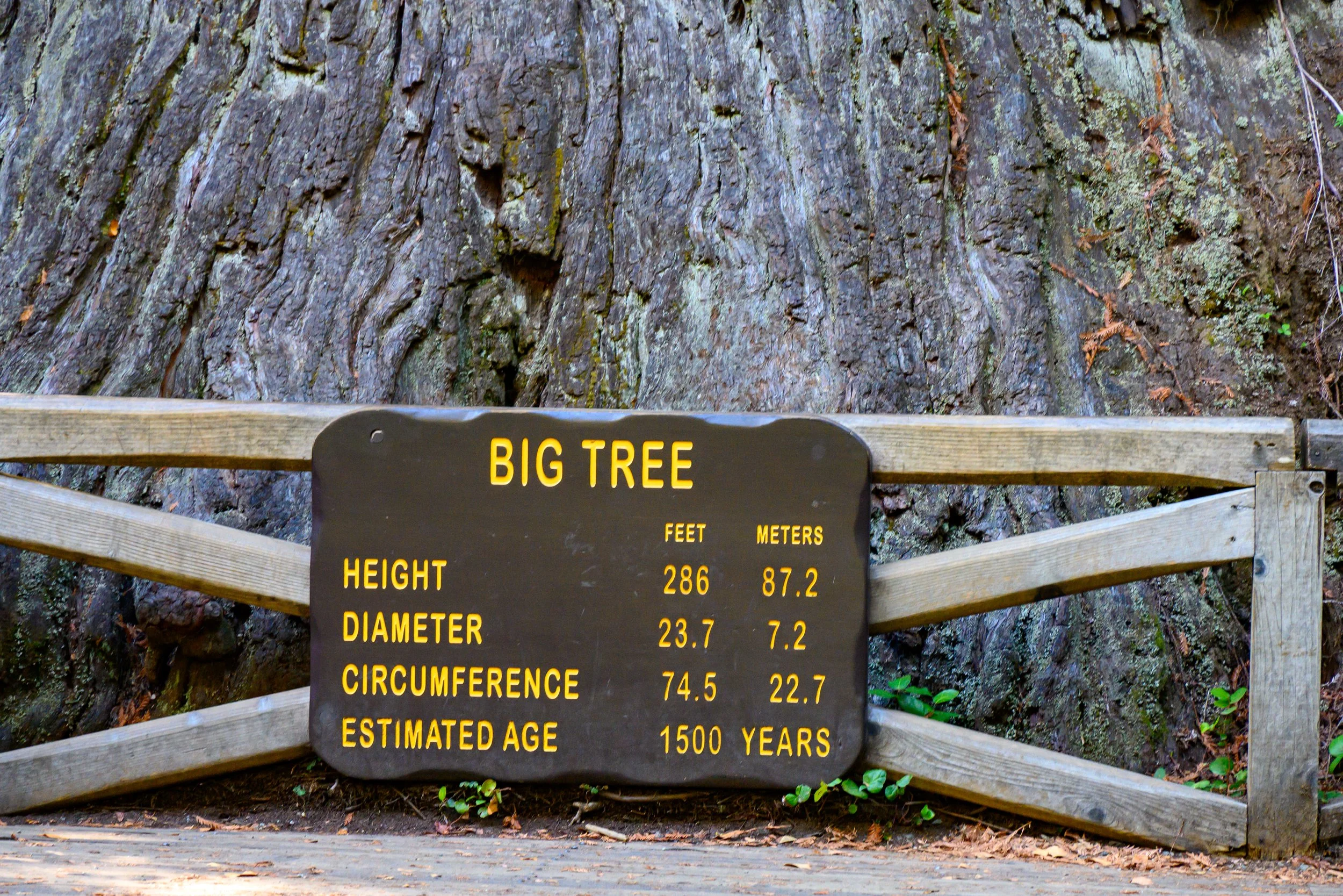 Redwood NP-14.jpg